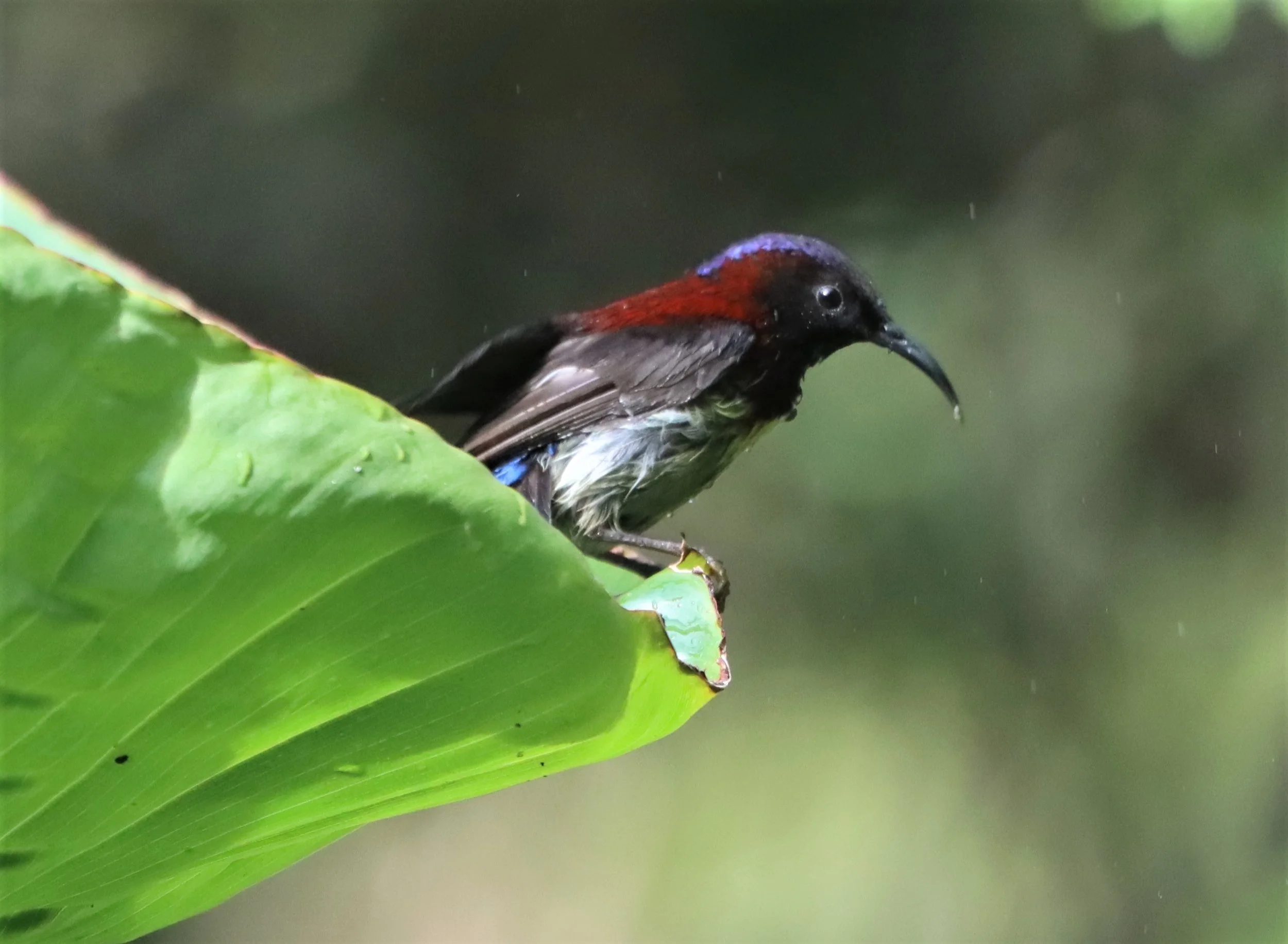SUNBIRD - BLACK-THROATED SUNBIRD - Aethopyga saturata - DOI ANG KANG CHIANG MAI (9).jpg