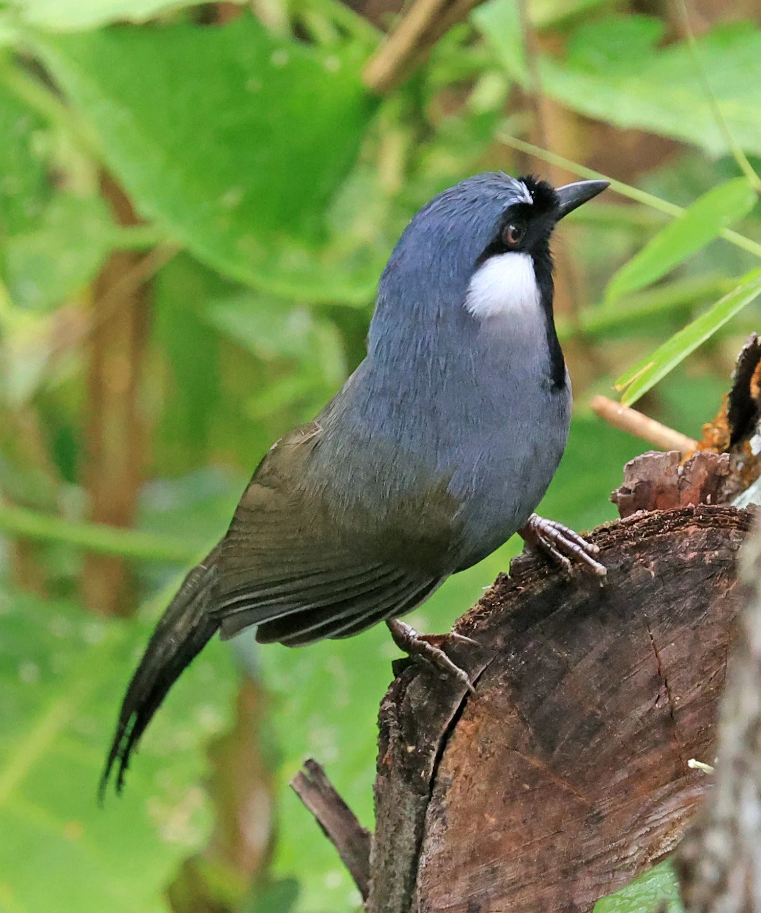 Black-throated Laughingthrush (Pterorhinus chinensis) Khao Yai National Park Feb 2026 Day 2 (10).jpg