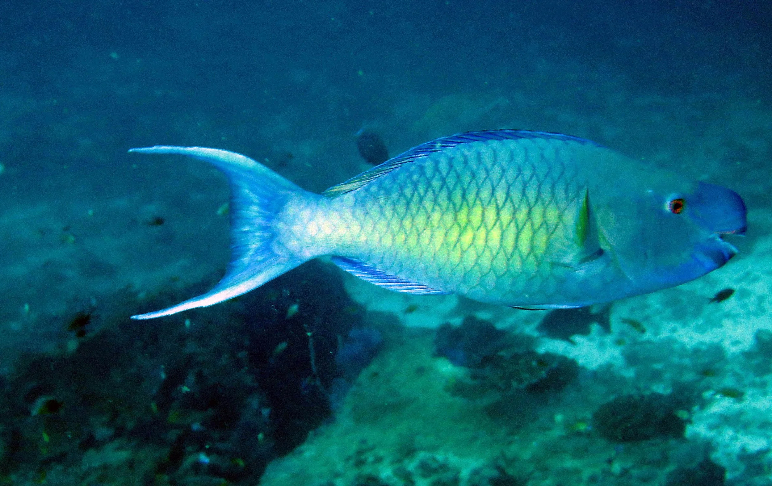 Family Scaridae - Parrotfish