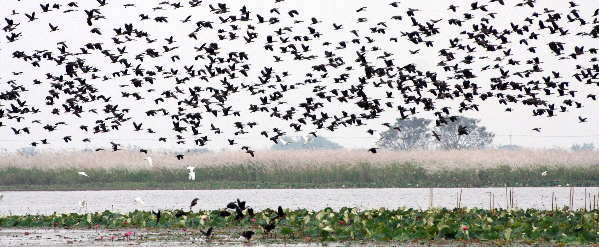 DUCK - LESSER WHISTLING DUCK  - Dendrocygna javanica - BUENG BORAPHET THAILAND (34).JPG