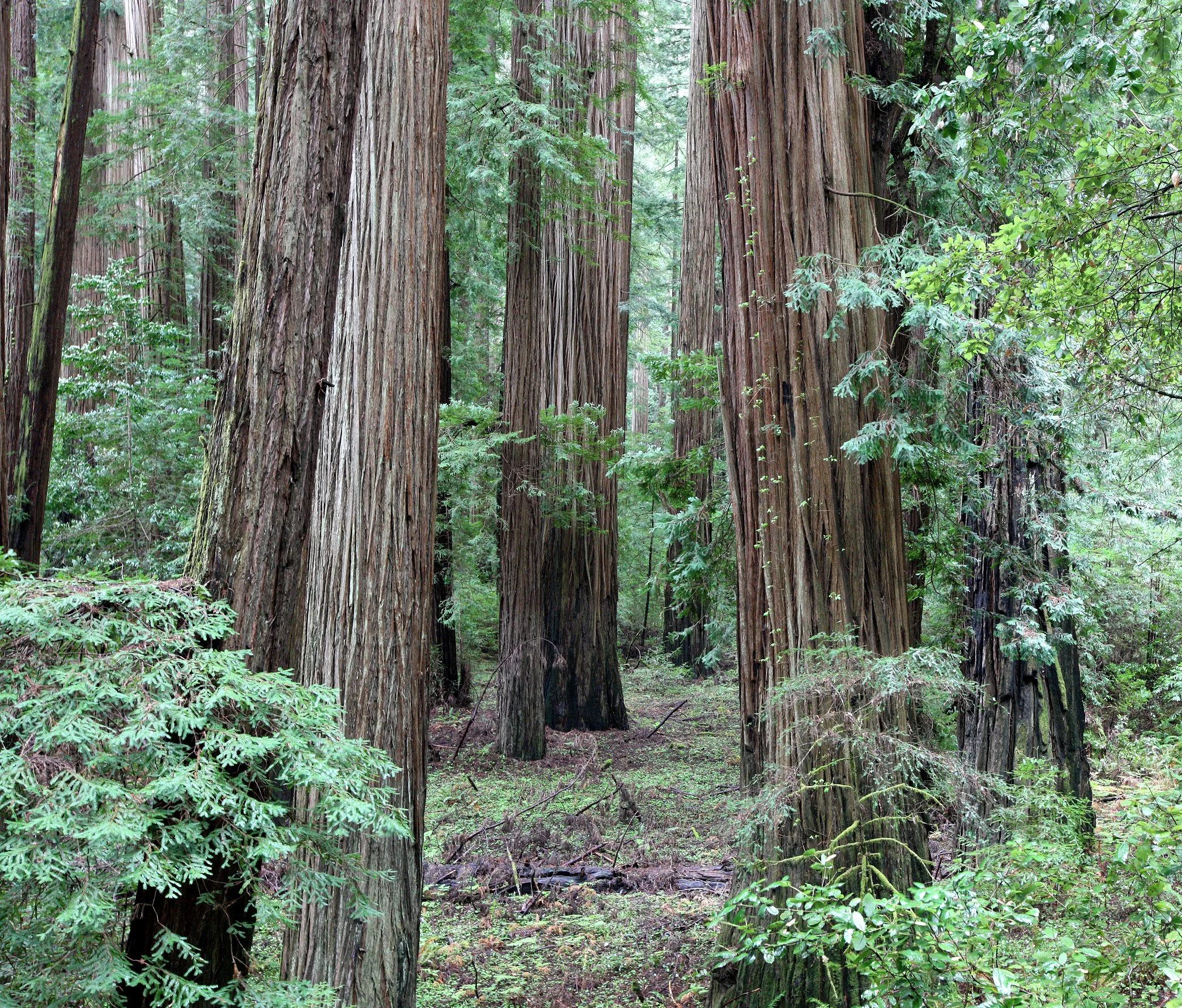 AVENUE OF THE GIANTS - HUMBOLDT REDWOODS STATE PARK CAL - ALBEE CREEK CAMPGROUNDS AREA (37).JPG