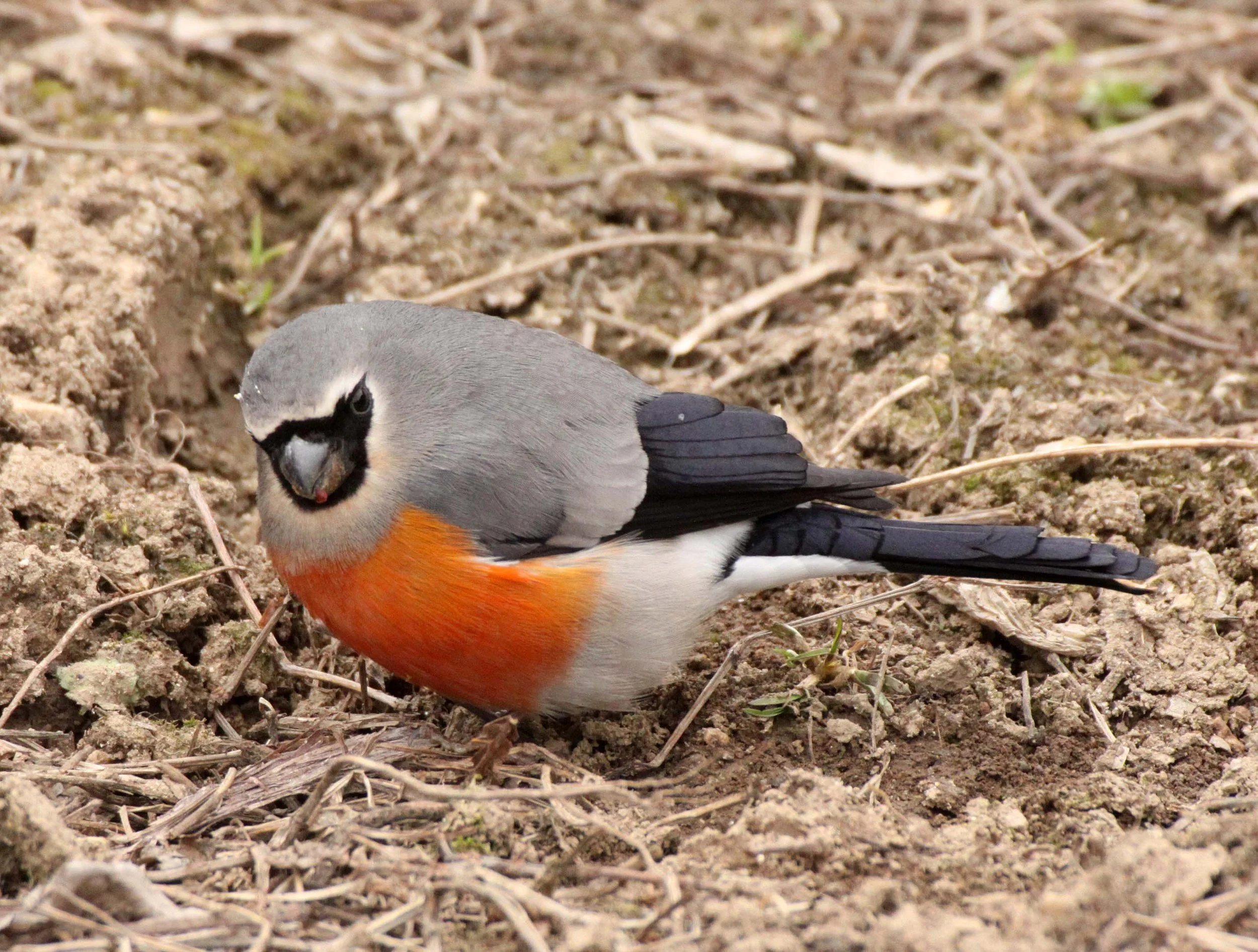 Grey-headed Bullfinch (Pyrrhula erythaca) foping Nature Reserve, Shaanxi China (12).JPG