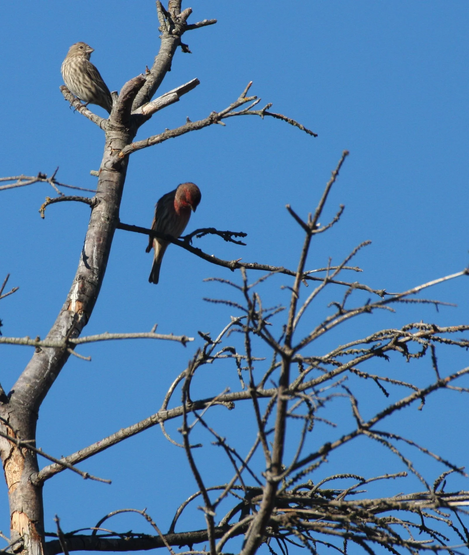 House Finch (Haemorhous mexicanus) Jamestown Washington (26).JPG
