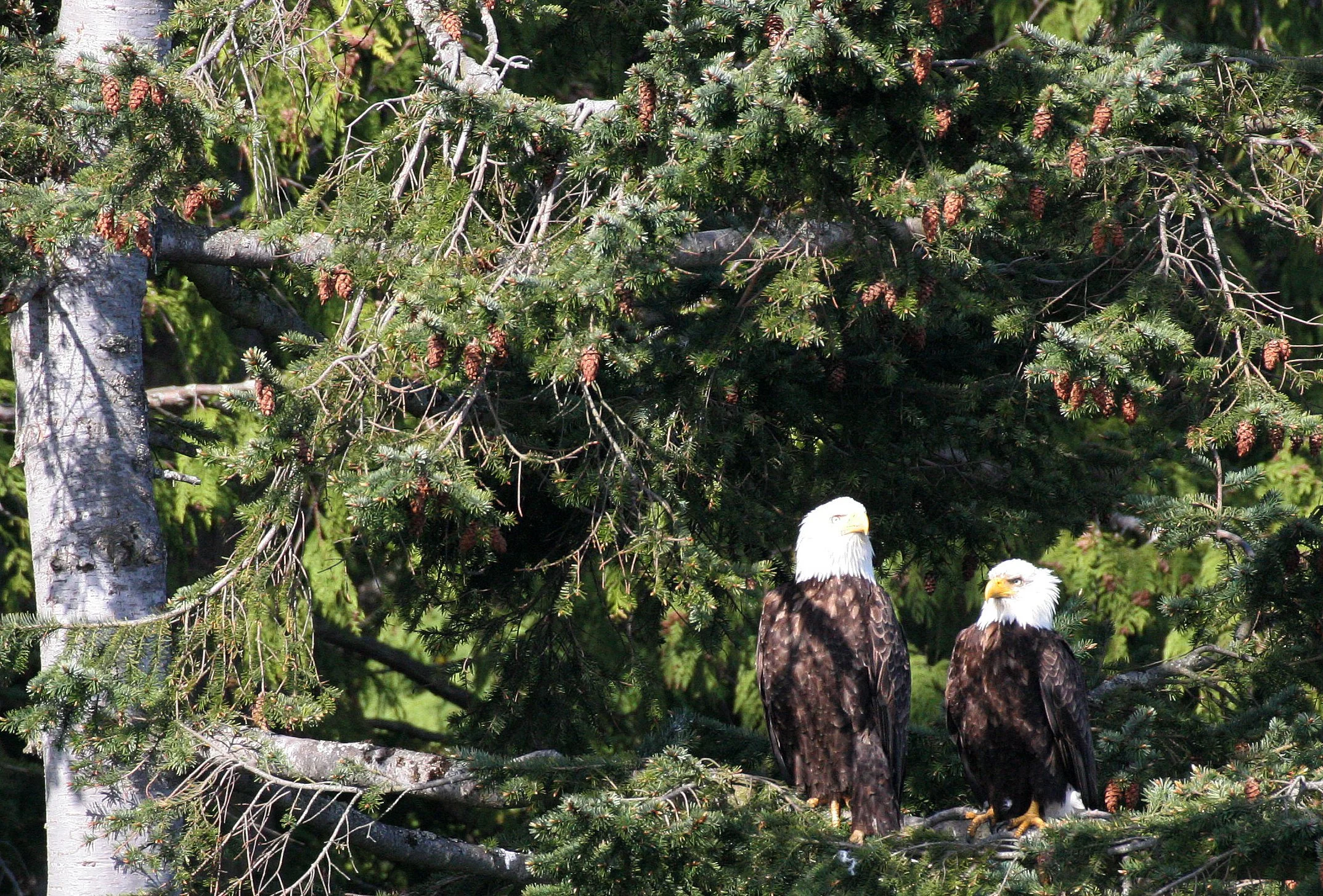 Haliaeetus leucocephalus - AMERICAN BALD EAGLE - LAKE FARM BLUFFS WASHINGTON (183).JPG
