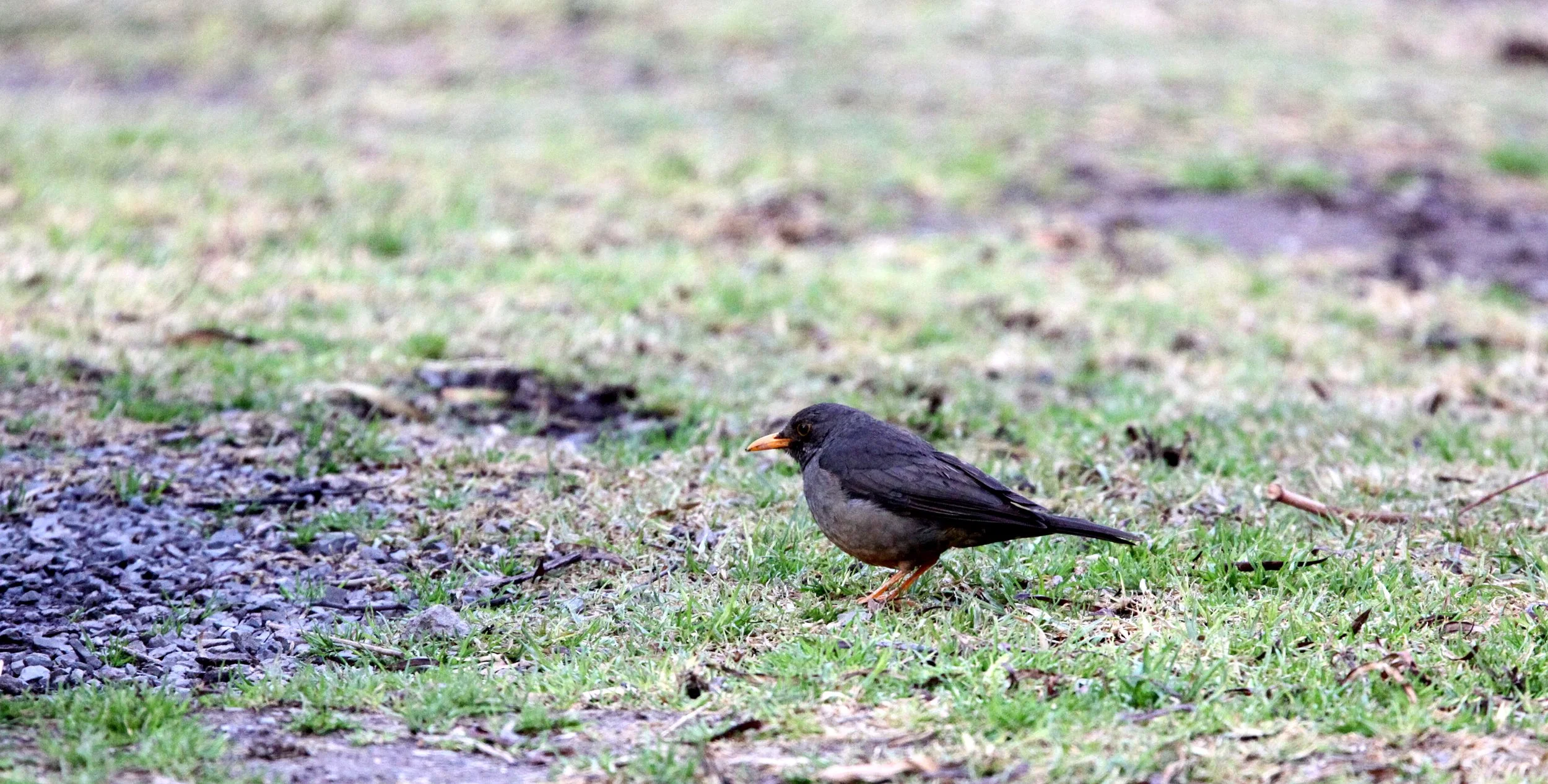 Karoo Thrush (Turdus smithi) Karoo NP South Africa (3).JPG