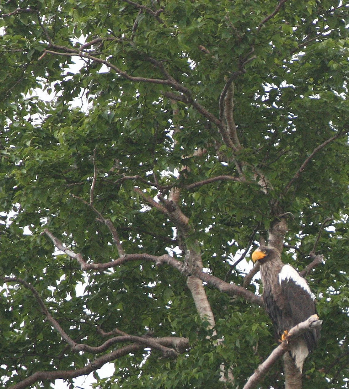 Haliaeetus pelagicus - STELLERS SEA EAGLE - ON KAMCHATKA COASTLINE - RUSSIA (108).jpg