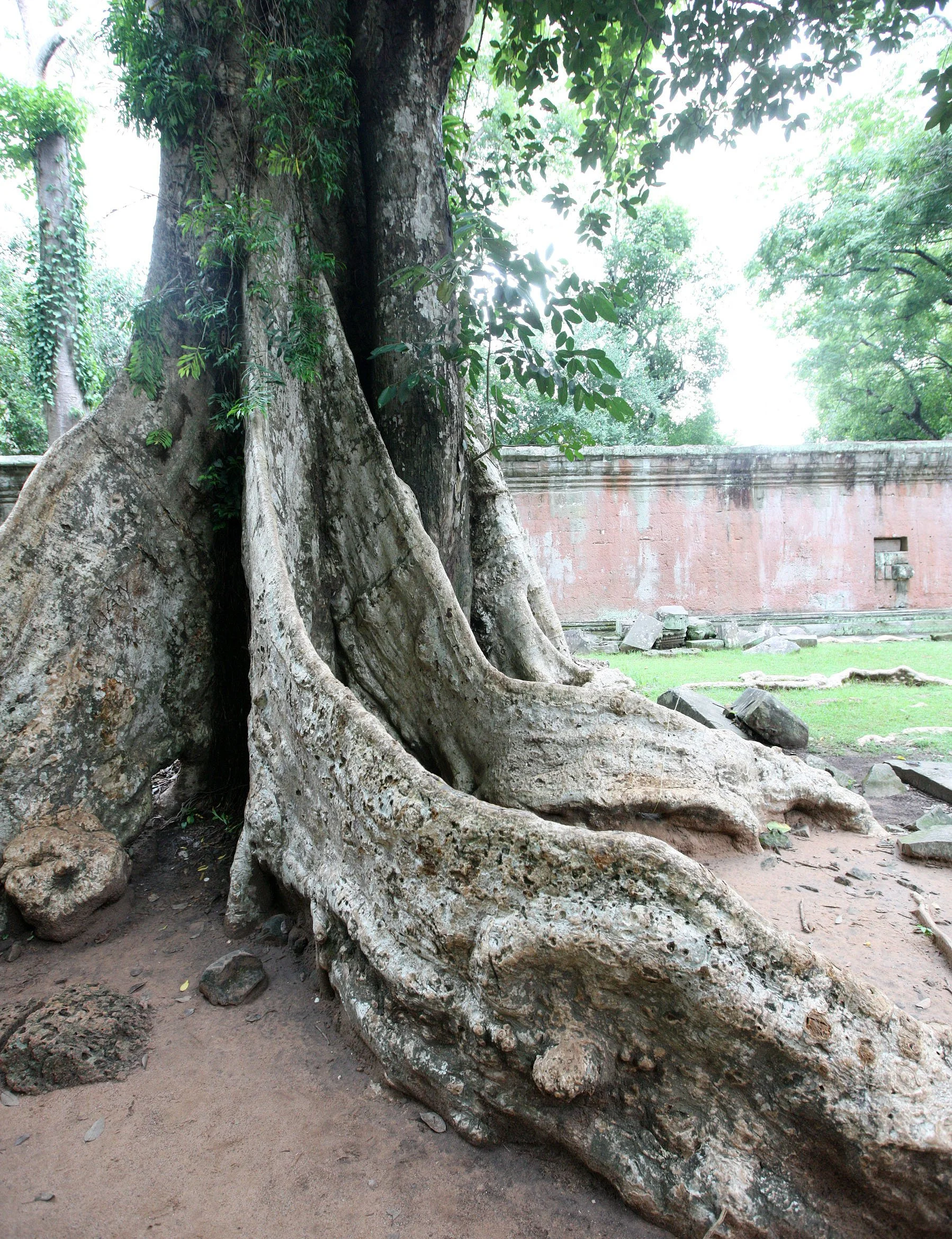 TA PROHM TEMPLE CAMBODIA - JULY 2010 (58).JPG