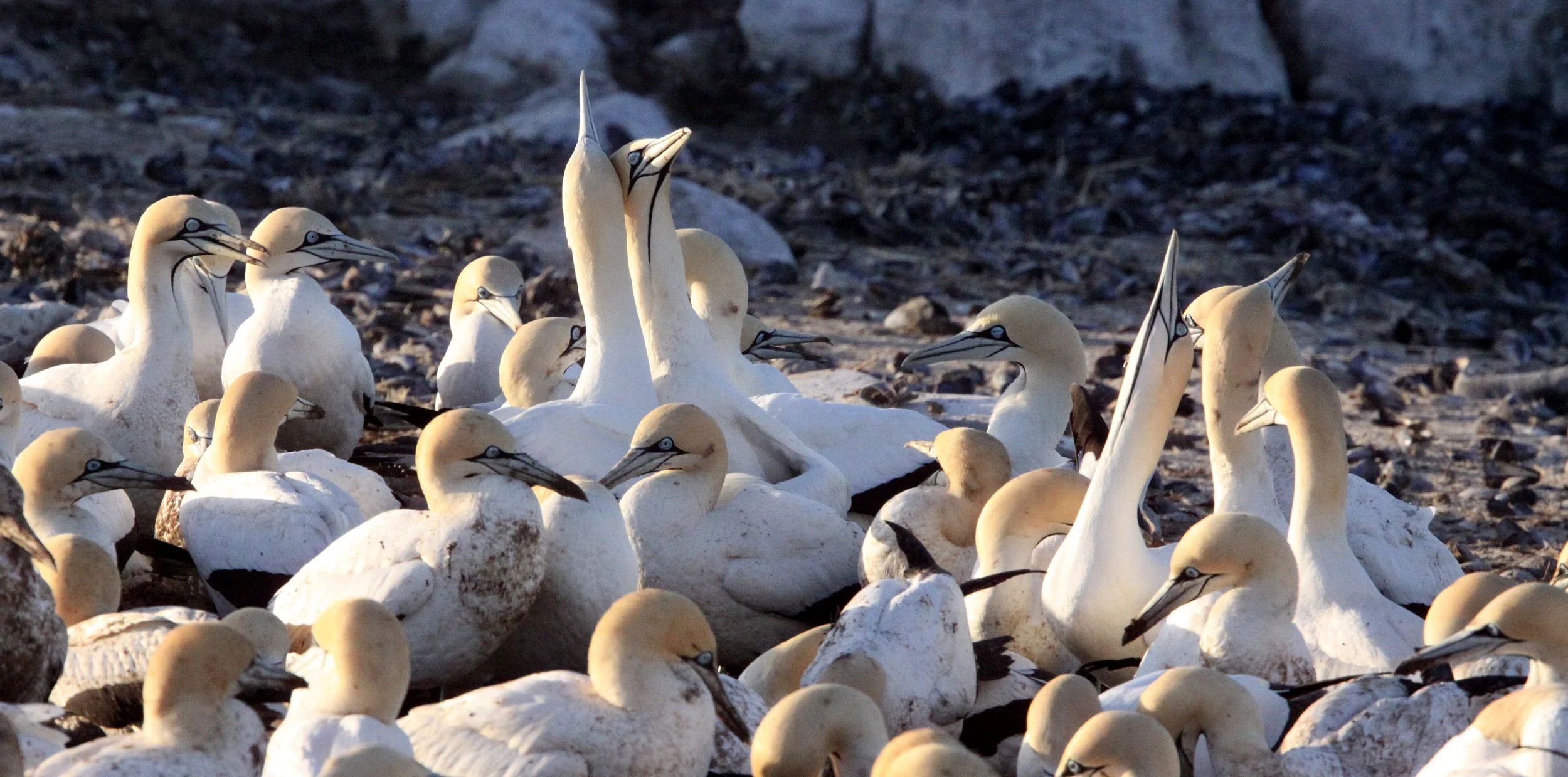 Cape gannet (Morus capensis) Lambert's Bay South Africa (84).JPG