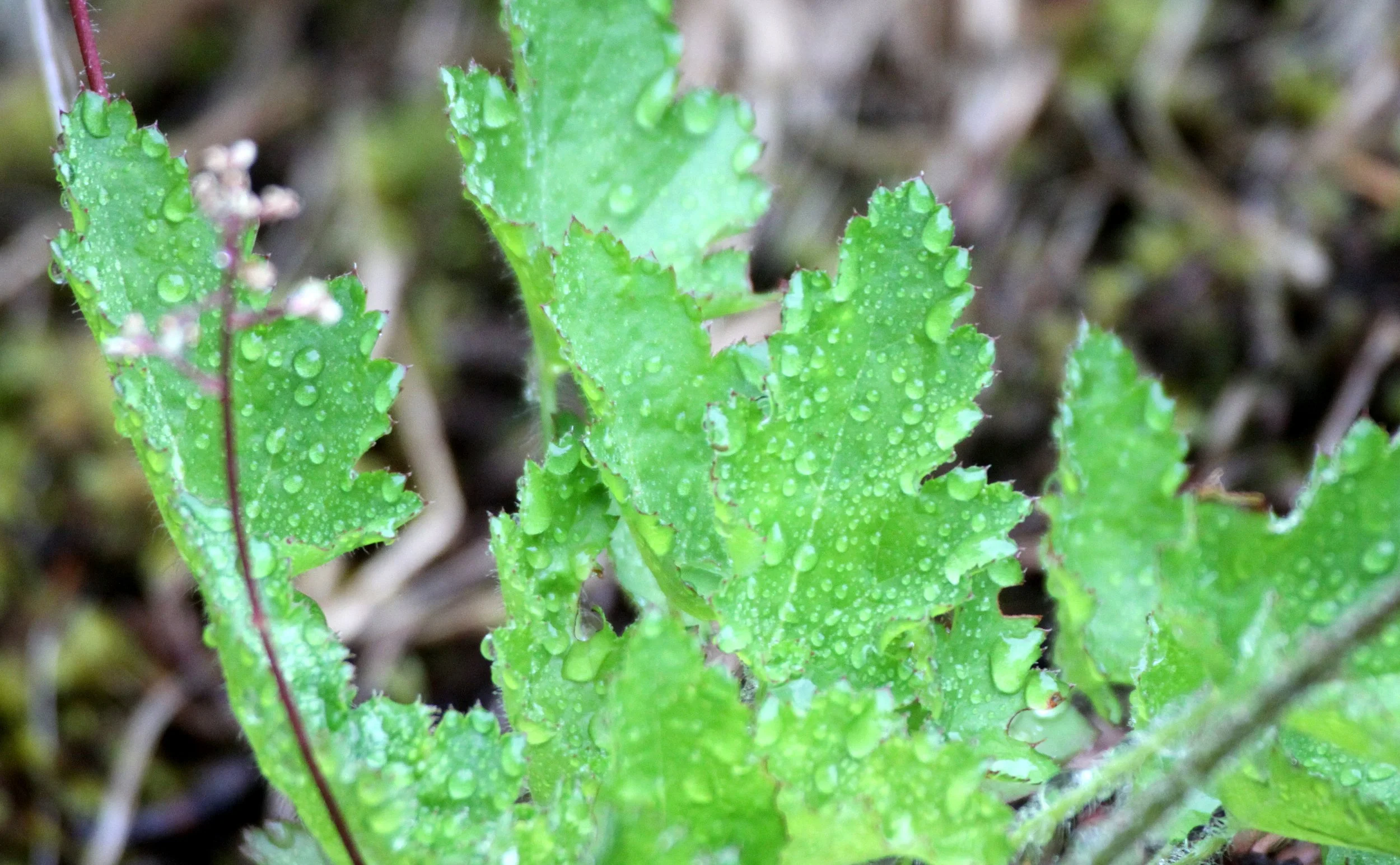 SAXIFRAGACEAE - TREFOIL'S FOAM FLOWER - KNIGHT'S INLET BRITISH COLUMBIA.JPG