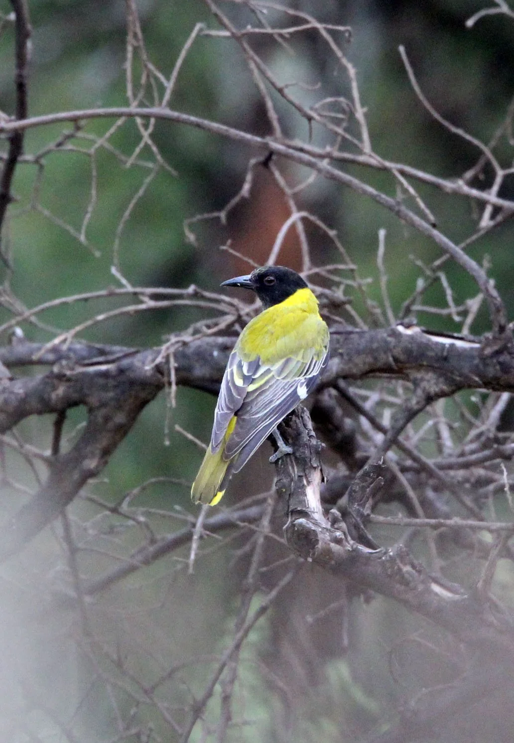 African Black-headed Oriole (Oriolus larvatus) Masai Mara NP Kenya (1).JPG