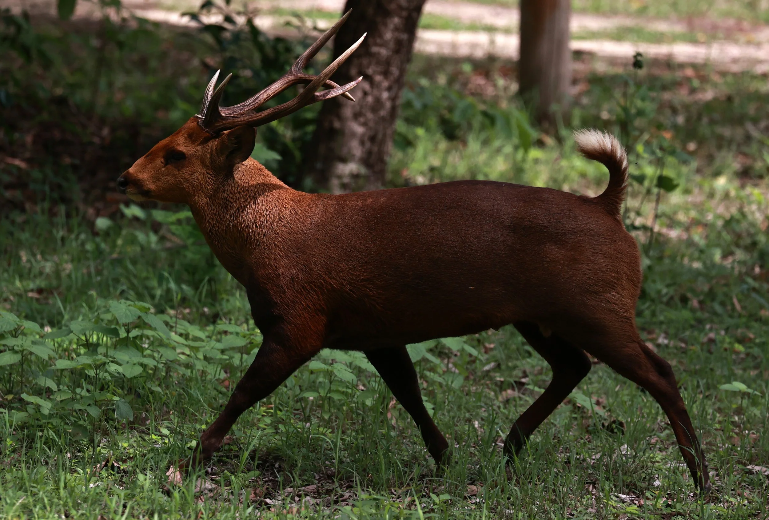 Axis annamiticus - Indochinese Hog Deer - Huai Kha Khaeng Wildlife Sanctuary June 2024 (29).jpg