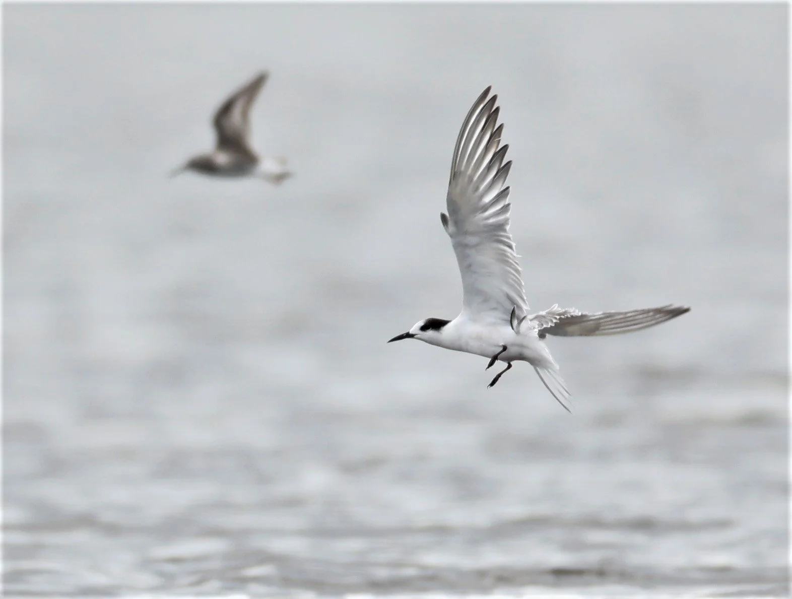 TERN - COMMON TERN - Sterna hirundo - BANG PAKONG SALT PANS CHACHOENGSAO WEST OF RIVER (4).jpg