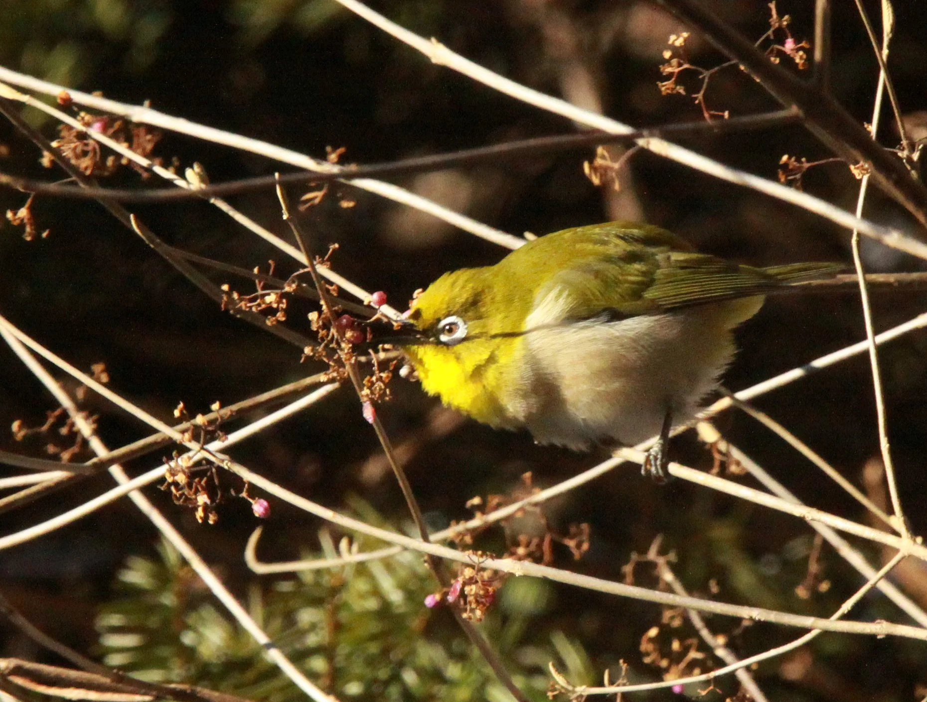 BIRD - WHITE-EYE - JAPANESE WHITE-EYE - SHIOBUTSU ONSEN KARUIZAWA JAPAN (6).JPG