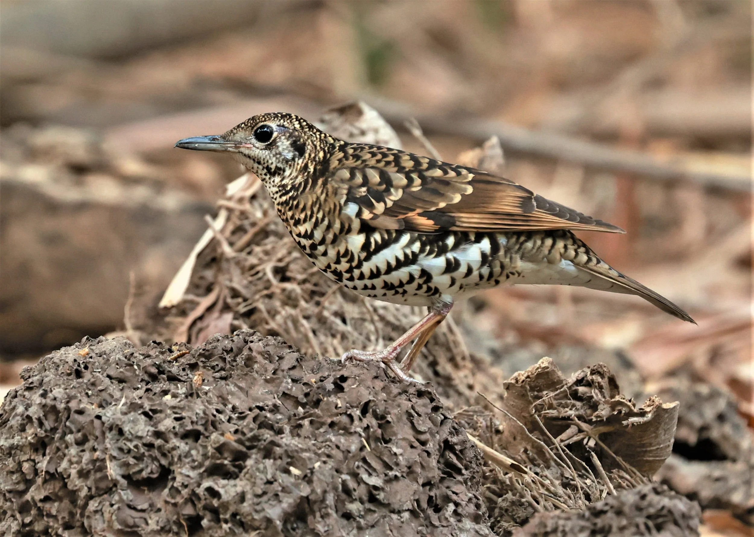White's Thrush (Zoothera aurea) Putthamonthon Park Nakhon Pathom Thailand (141).jpg