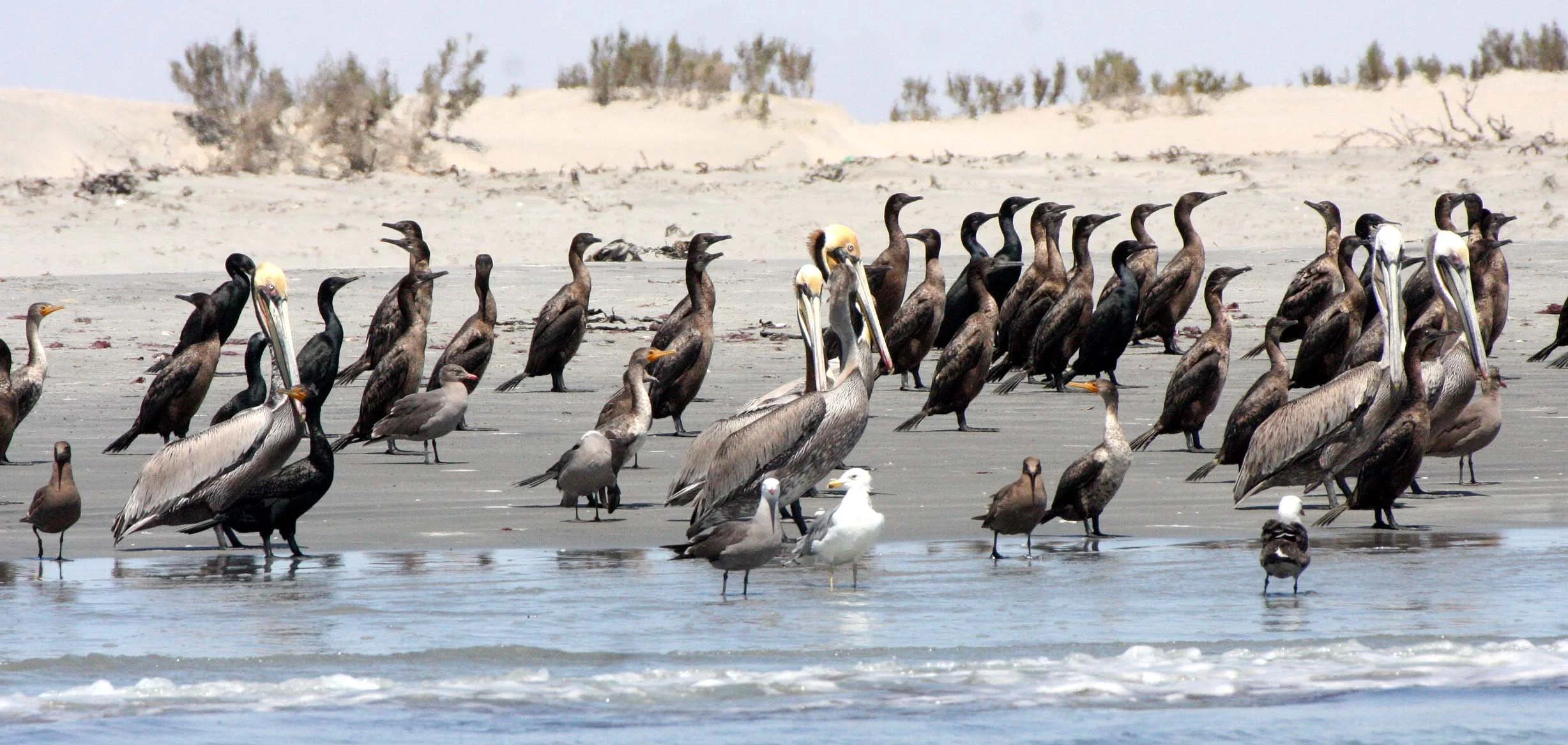 Nannopterum auritum - Double-crested Cormorant with Brown Pelican - San Ignacio Lagoon, Baja Mexico (34).JPG