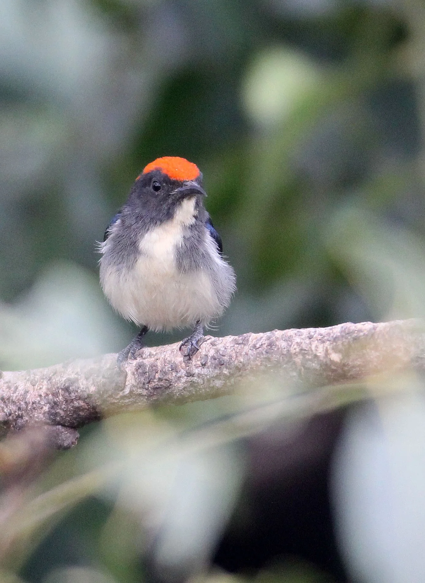 FLOWERPECKER - SCARLET-BACKED FLOWERPECKER - Dicaeum cruentatum - WAT THA SUNG TAKSINARAM - BANG SAI AYUTHAYA PROVINCE THAILAND (5).JPG