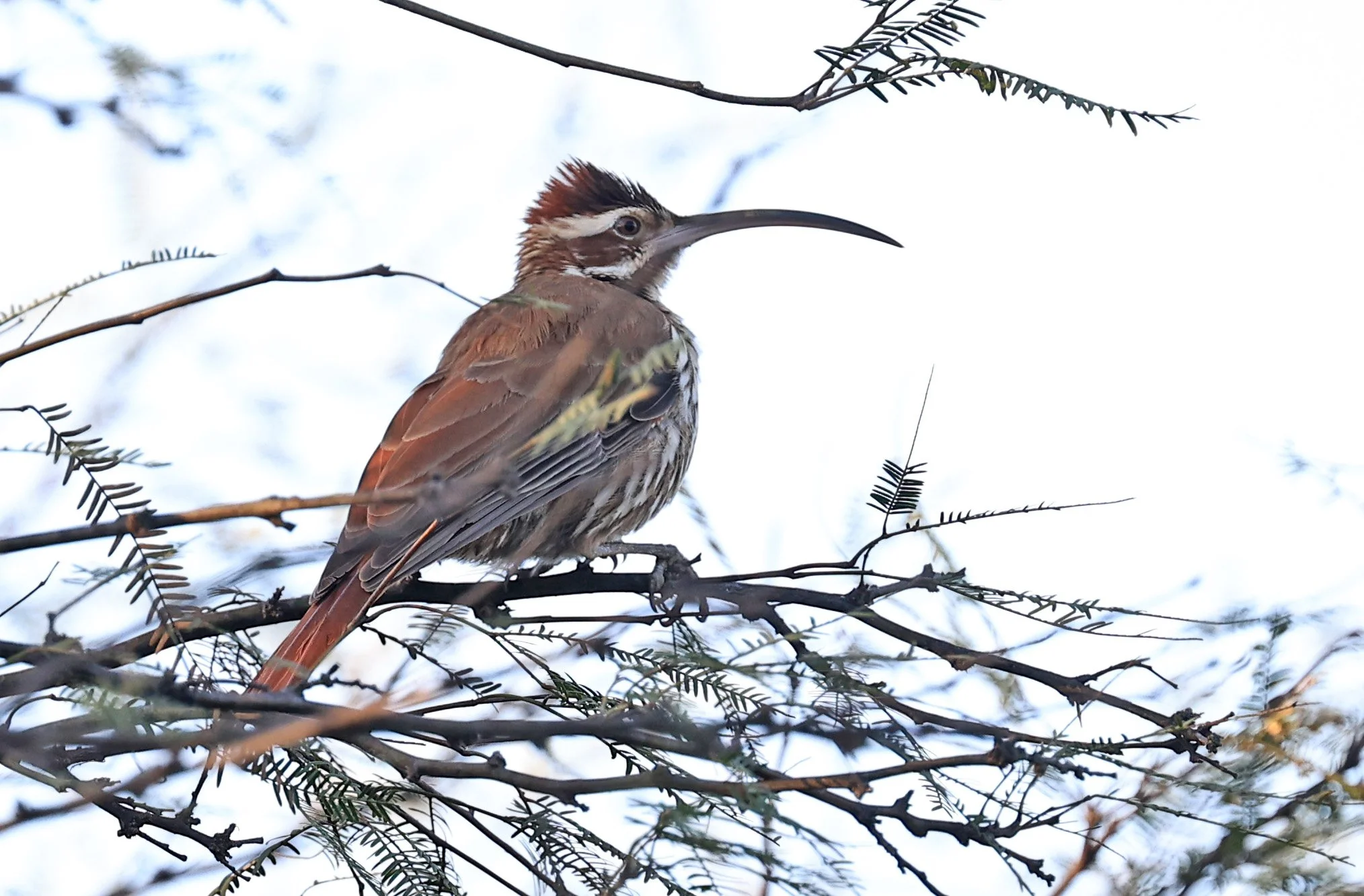 Scimitar-billed Woodcreeper (Drymornis bridgesii) Hotel Iparoma Campestre Paraguay (7).jpg