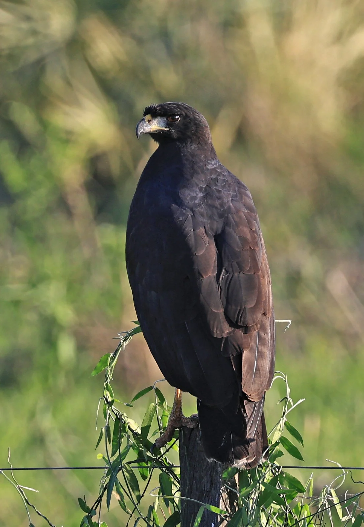 Great Black Hawk (Buteogallus urubitinga) Wetlands along Road between Pozo Colorado & Asuncion (2).jpg