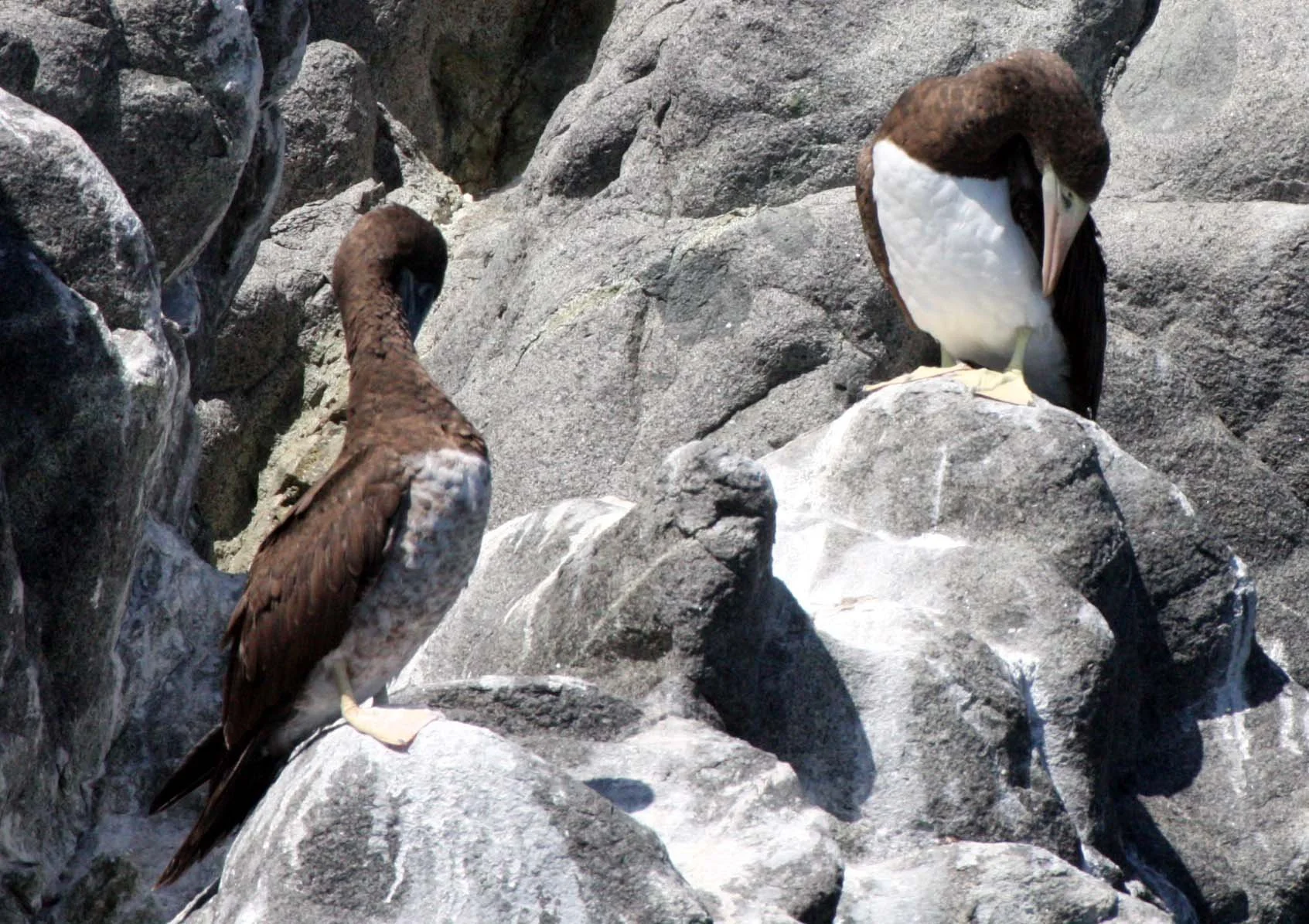 Brown Booby (Sula leucogaster) Santa Catalina Island Baja Mexico (13).JPG