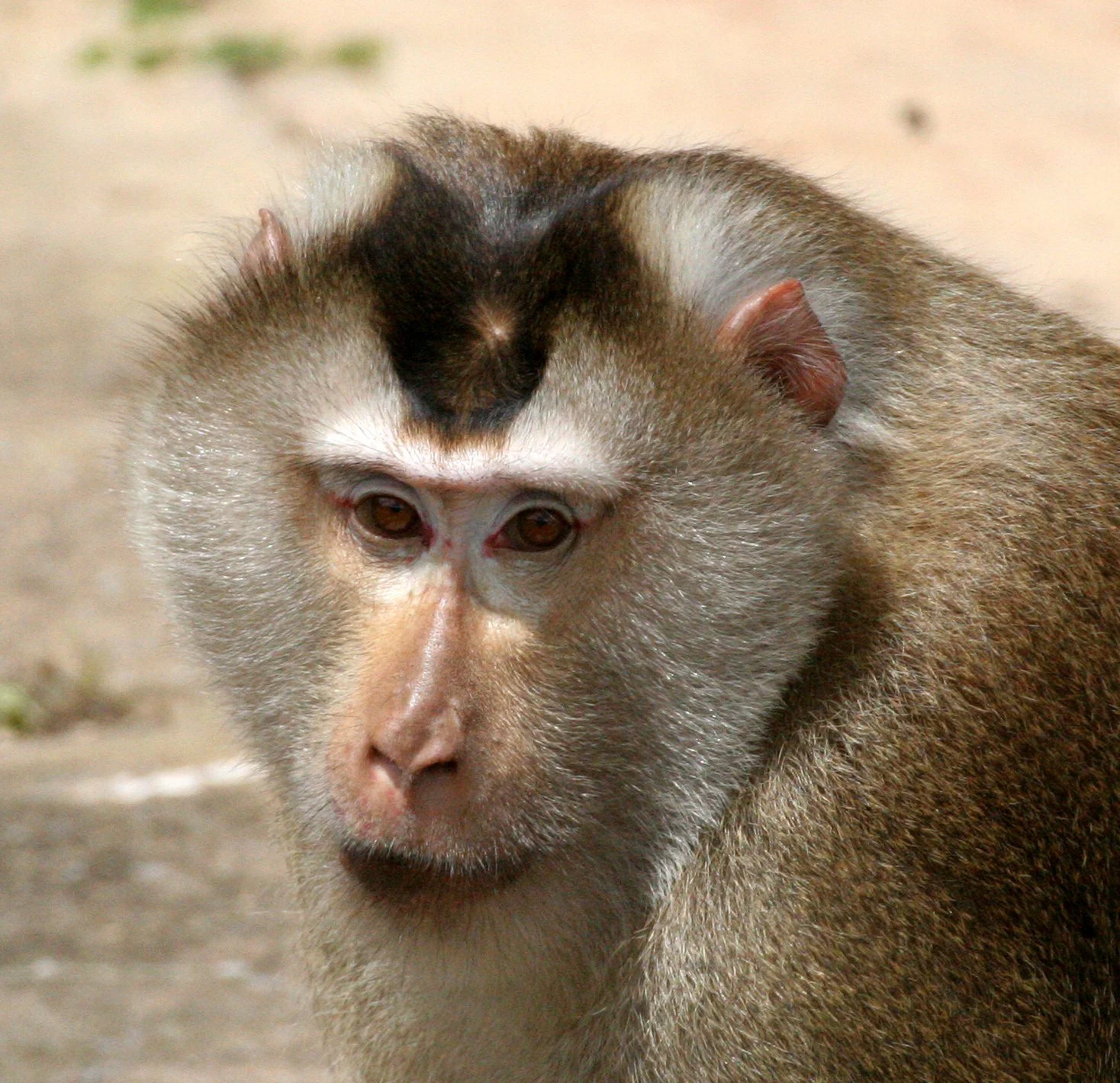 CERCOPITHECIDAE - Macaca leonina - NORTHERN PIG-TAILED MACAQUE - KHAO YAI NATIONAL PARK THAILAND (1).JPG
