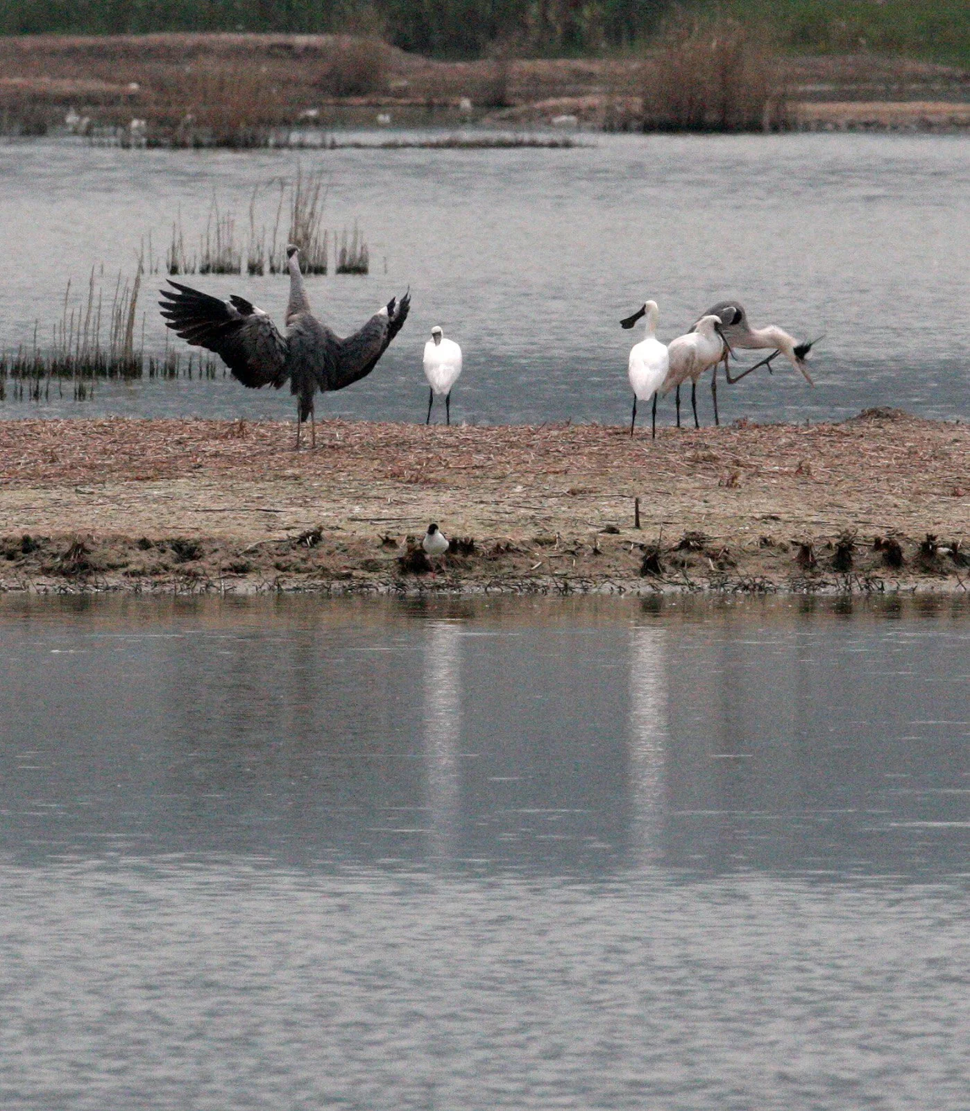 SPOONBILL - BLACK-FACED SPOONBILL - Platalea minor - MAI PO WETLANDS HONG KONG (110).JPG