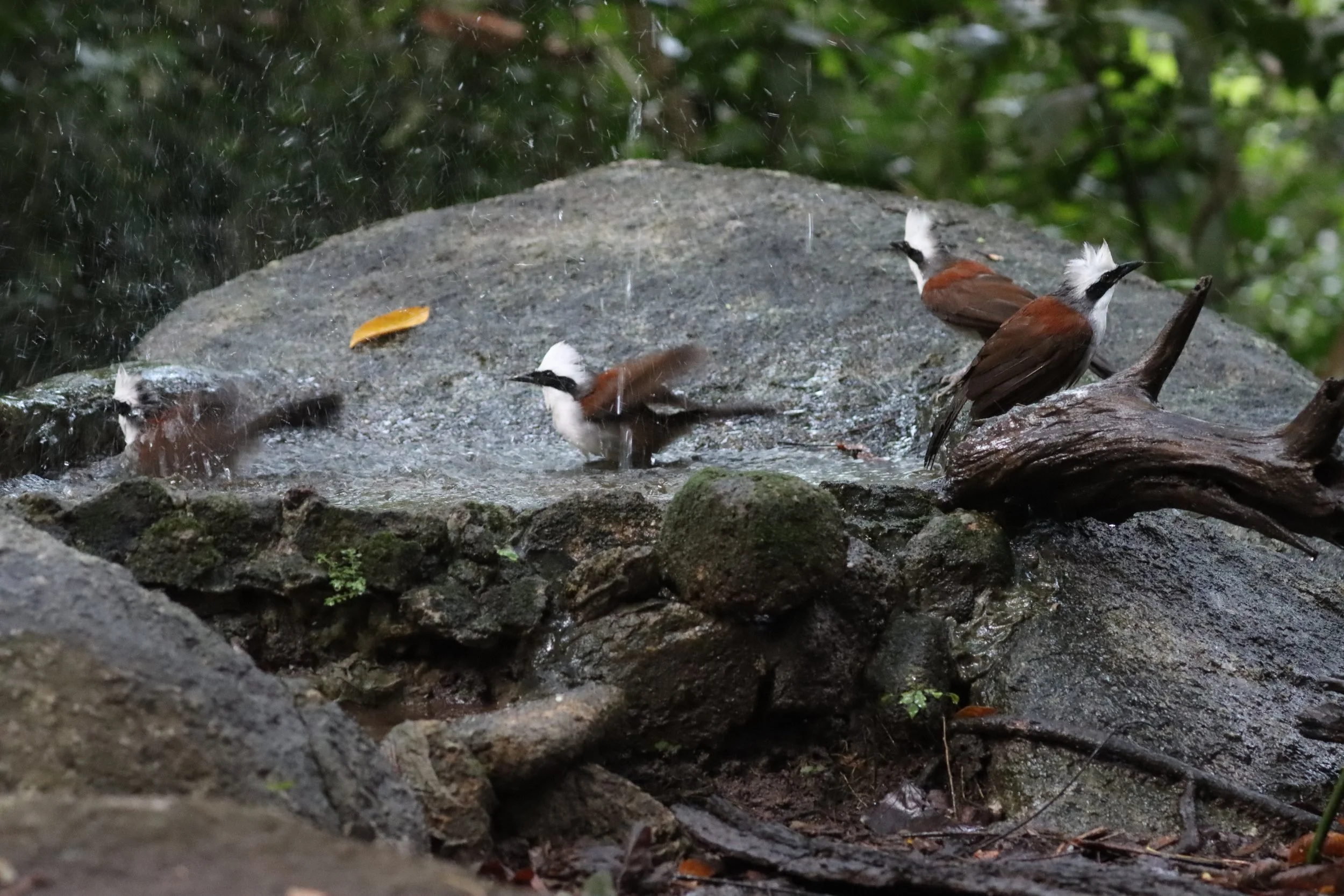 LAUGHINGTHRUSH - WHITE-CRESTED LAUGHINGTHRUSH - Garrulax leucolophus - WAT THAM PRATHUN CHONBURI (70).JPG