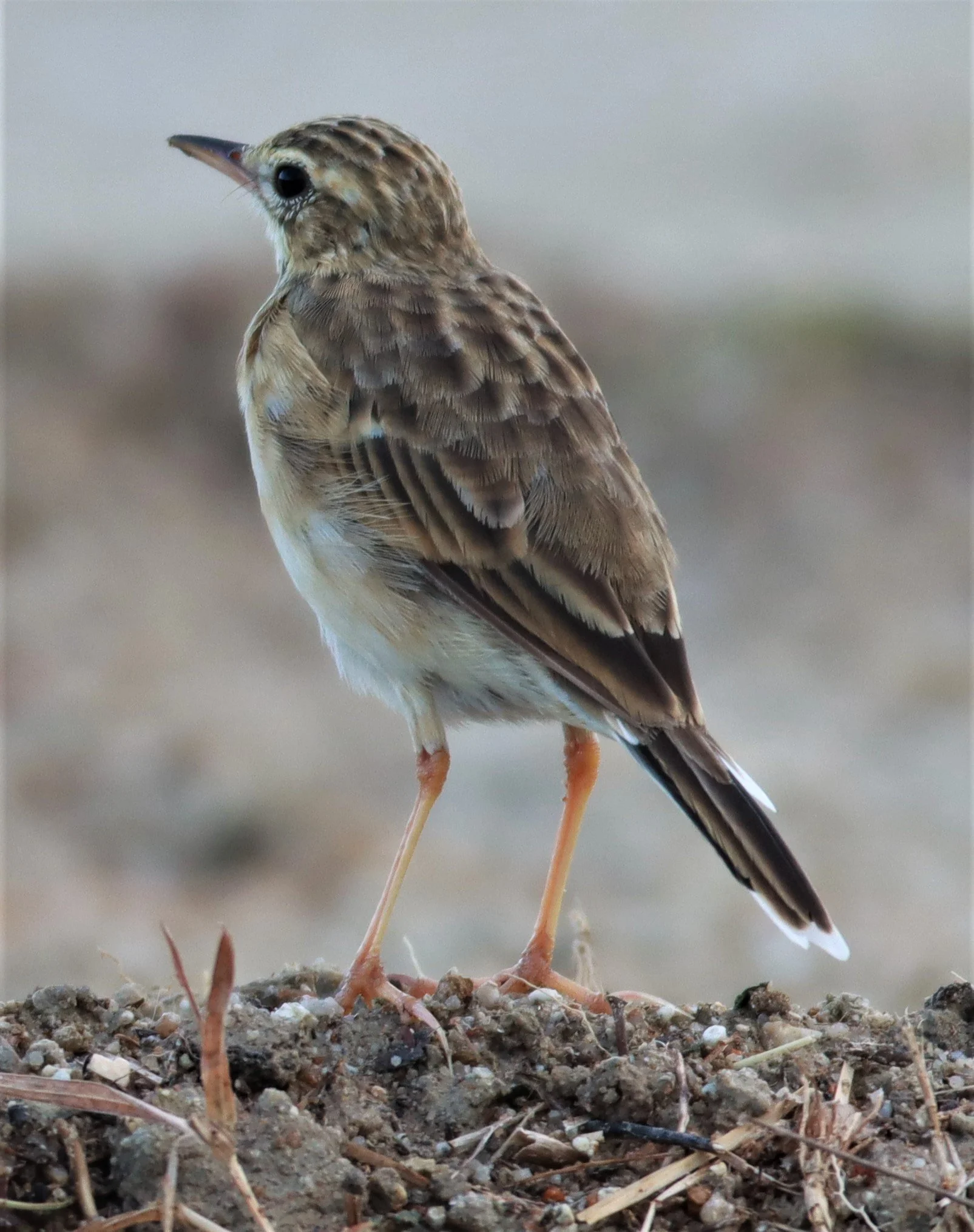 Paddyfield Pipit (Anthus rufulus) PRACHUAP KHIRI KHAN AREA (17).jpg