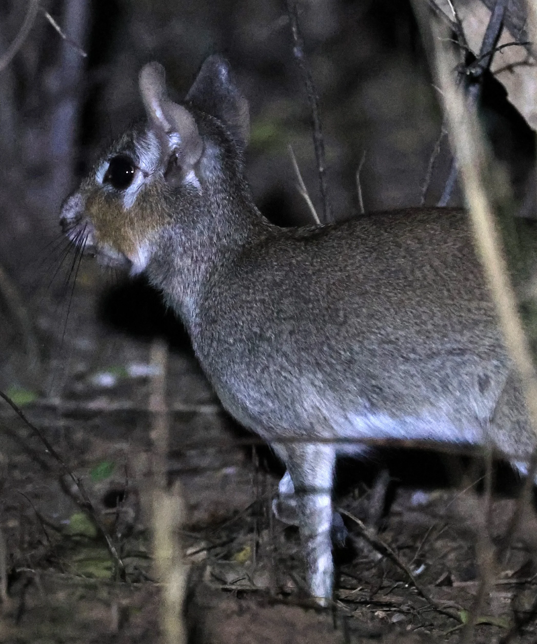 Chacoan Mara (Pediolagus salinicola) Agua Dulce Paraguay (10).jpg