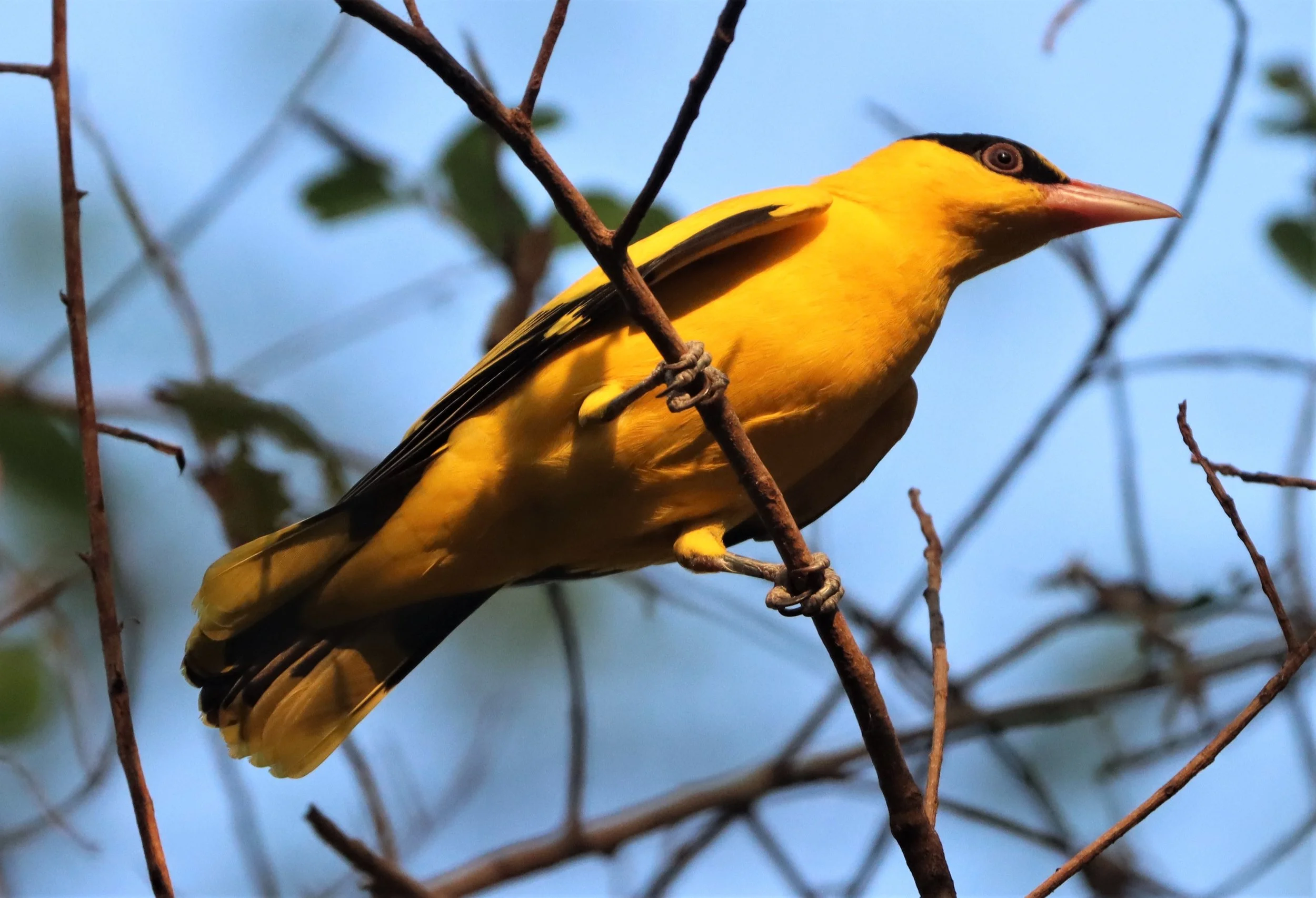Black-napped Oriole (Oriolus chinensis) Rama 9 Park Bangkok (25).jpg