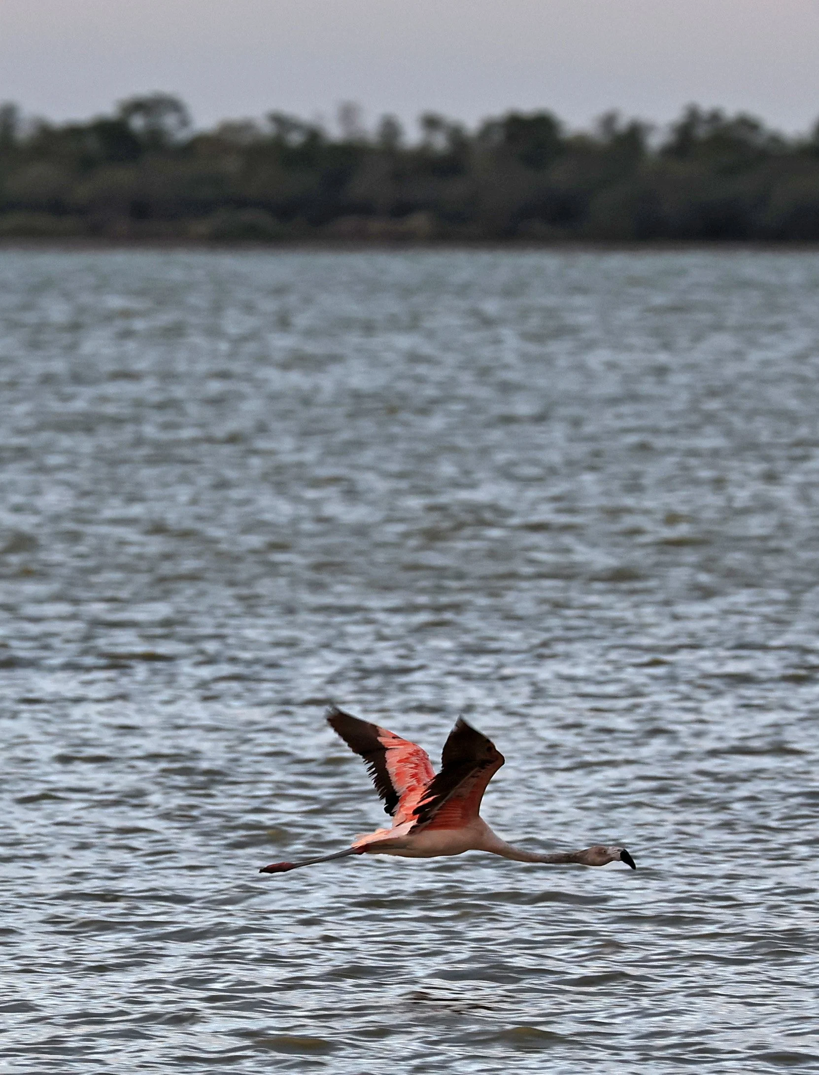 Chilean Flamingo (Phoenicopterus chilensis) Chaco Lodge & Laguna Salada Paraguay (54).jpg