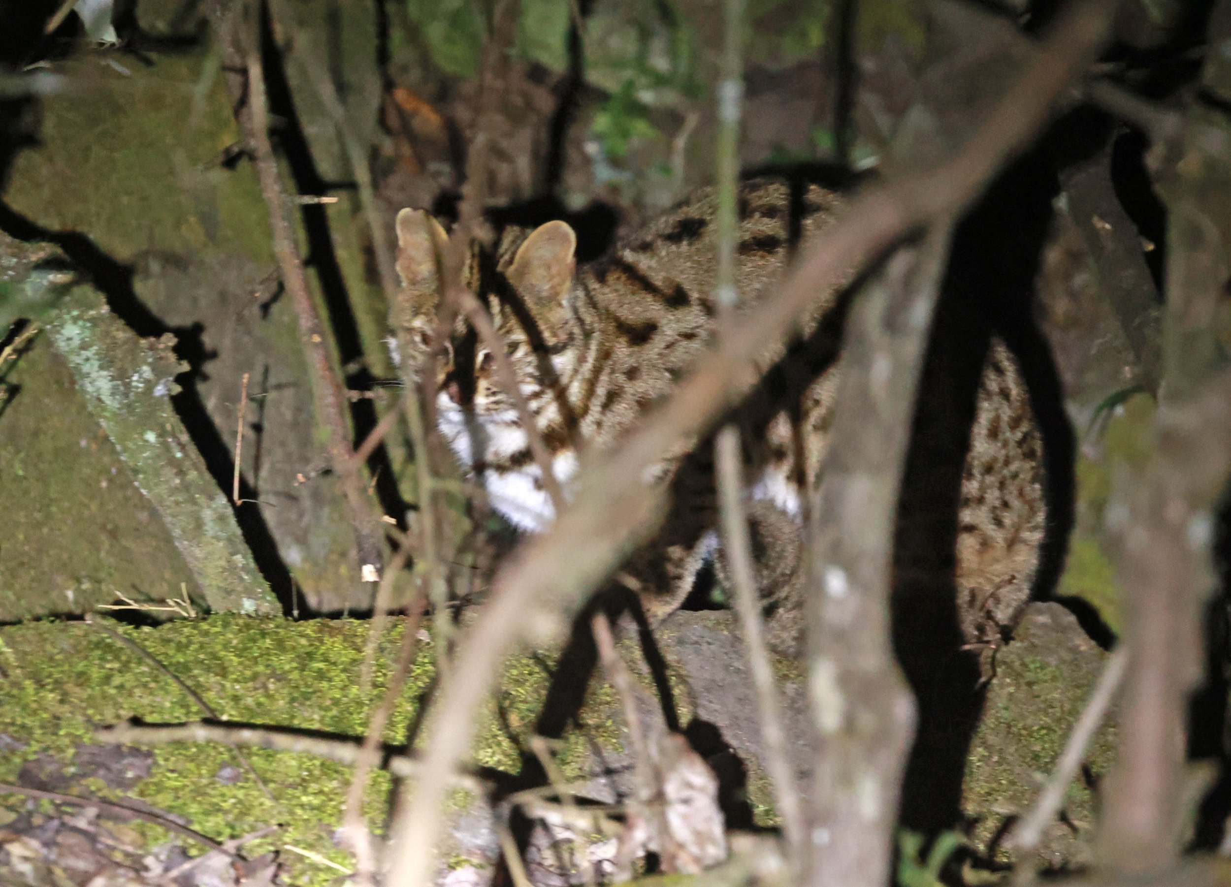 Mainland Leopard Cat (Prionailurus bengalensis) Tangjiahe National Nature Reserve, Sichuan China (23).jpg