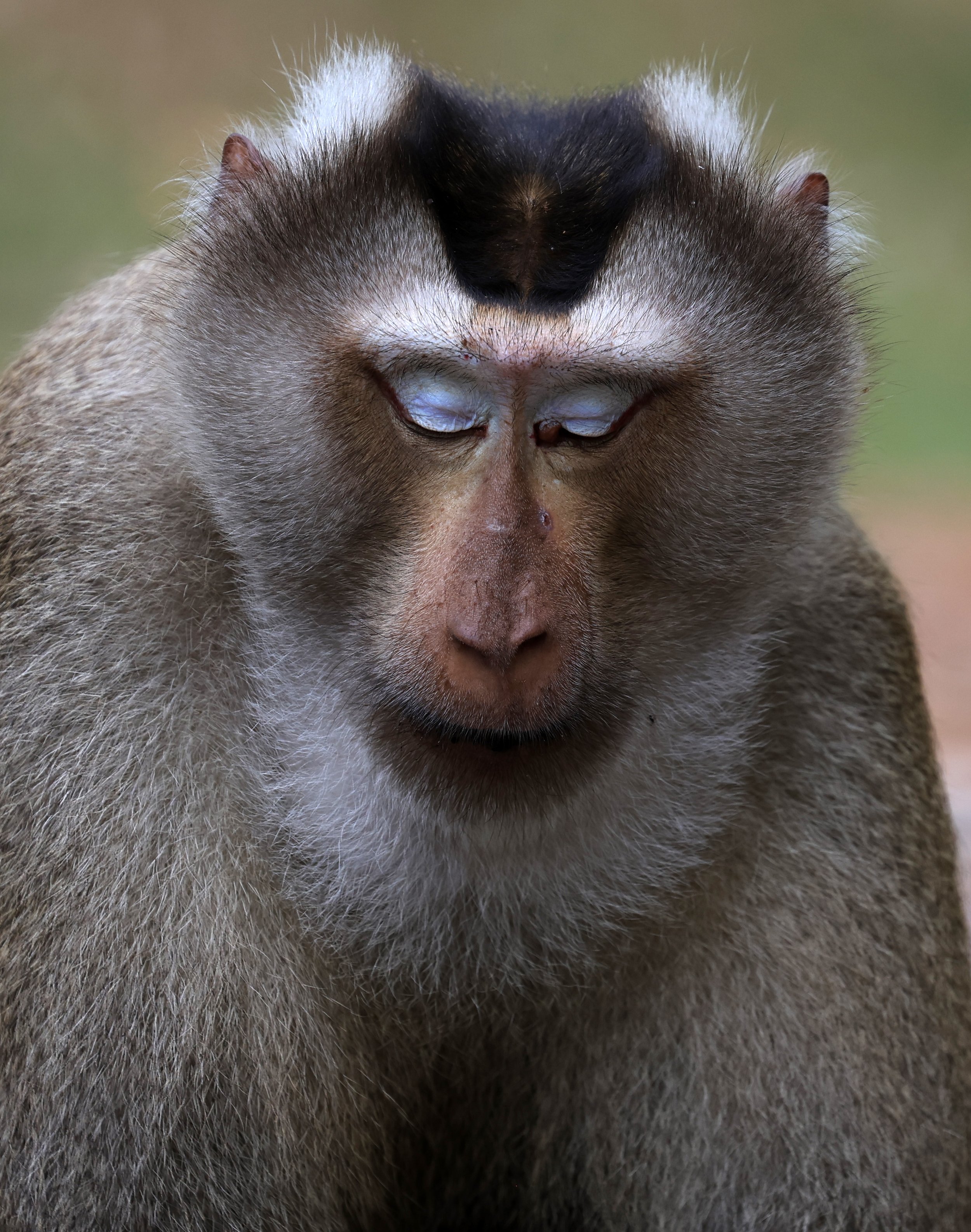 Northern Pig-tailed Macaque (Macaca leonina) Khao Yai National Park Feb 2026 Day 3 (36).jpg