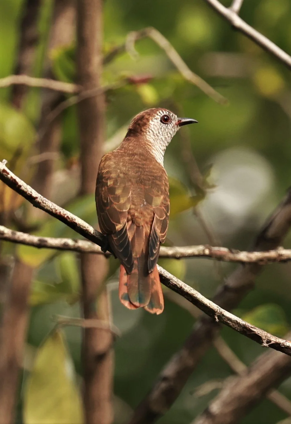 Violet Cuckoo (Chrysococcyx xanthorhynchus) Rama IX Park Bangkok (74).jpg
