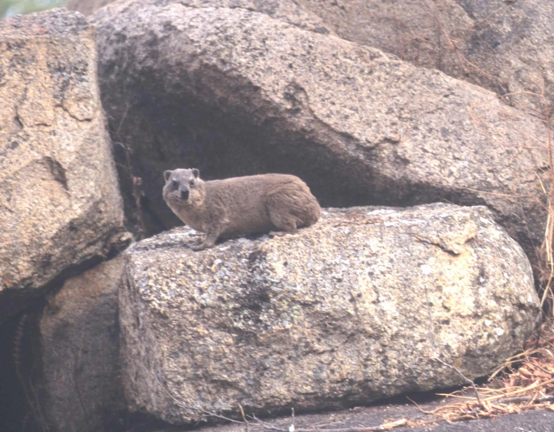 ROCK HYRAX - ZIMBABWE D1.jpg