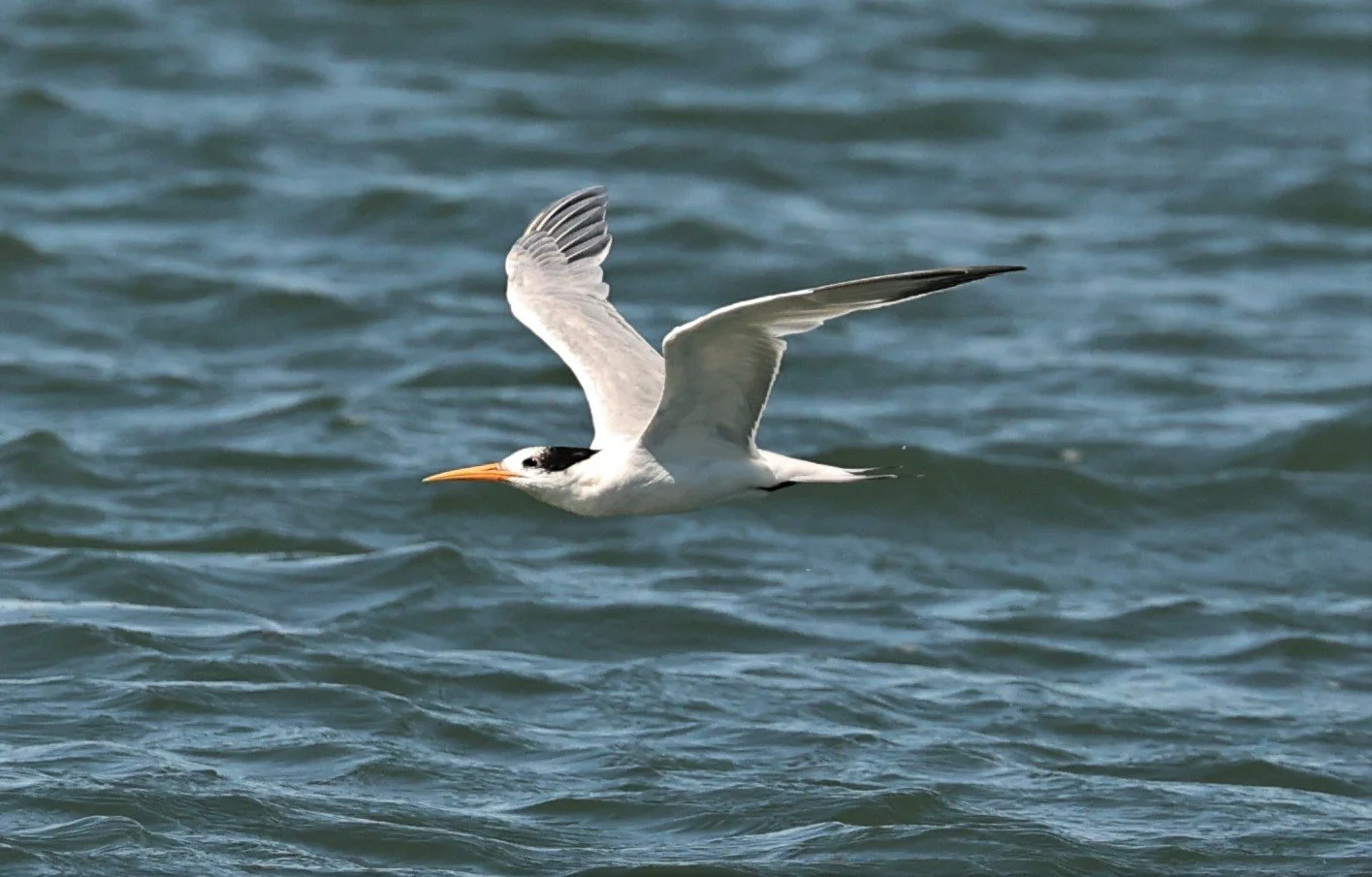 Thalasseus elegans - ELEGANT TERN - ELKHORN SLOUGH MOSS LANDING CALIFORNIA AUGUST 2022 (20).jpg