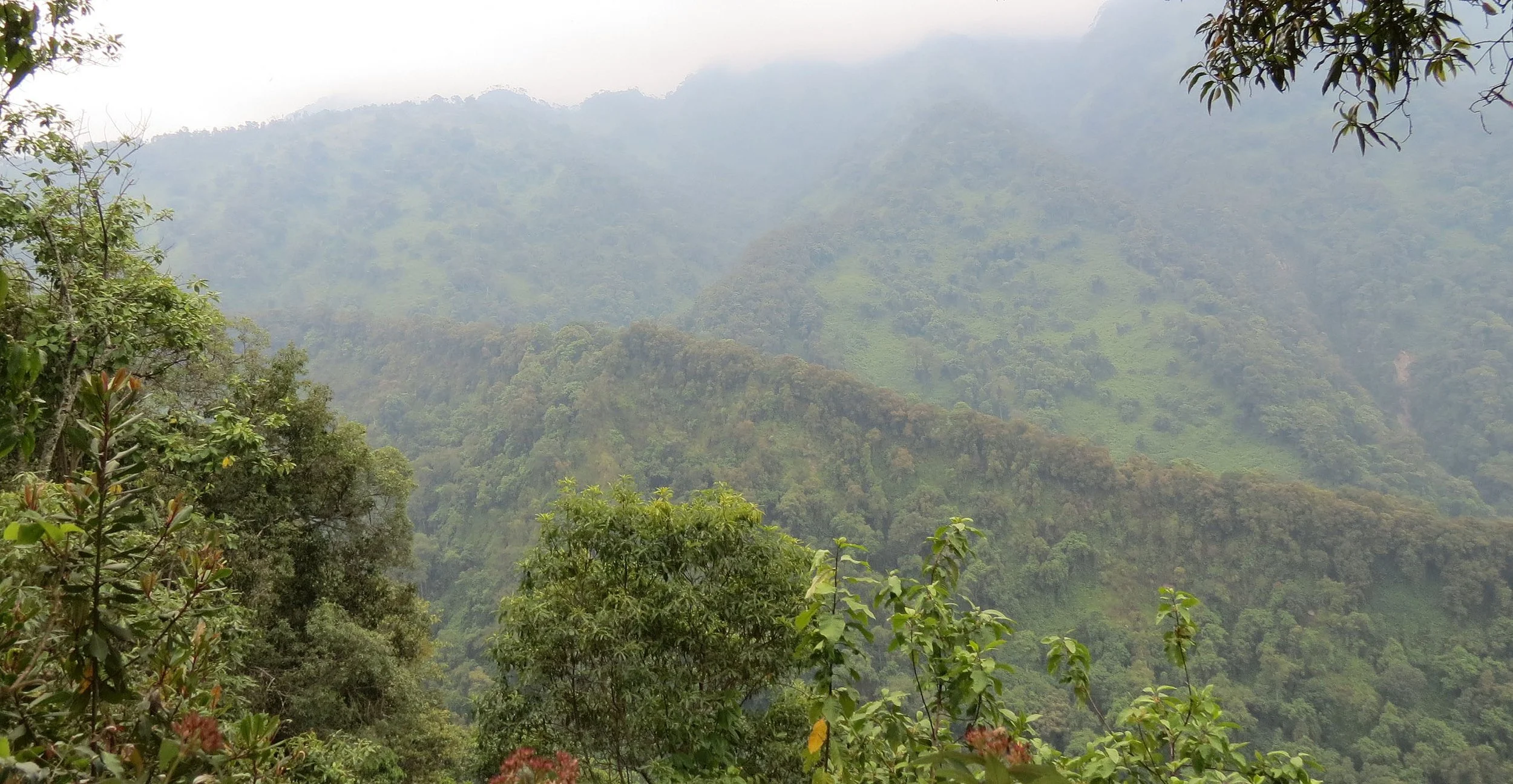 RWENZORI NATIONAL PARK UGANDA (33).JPG