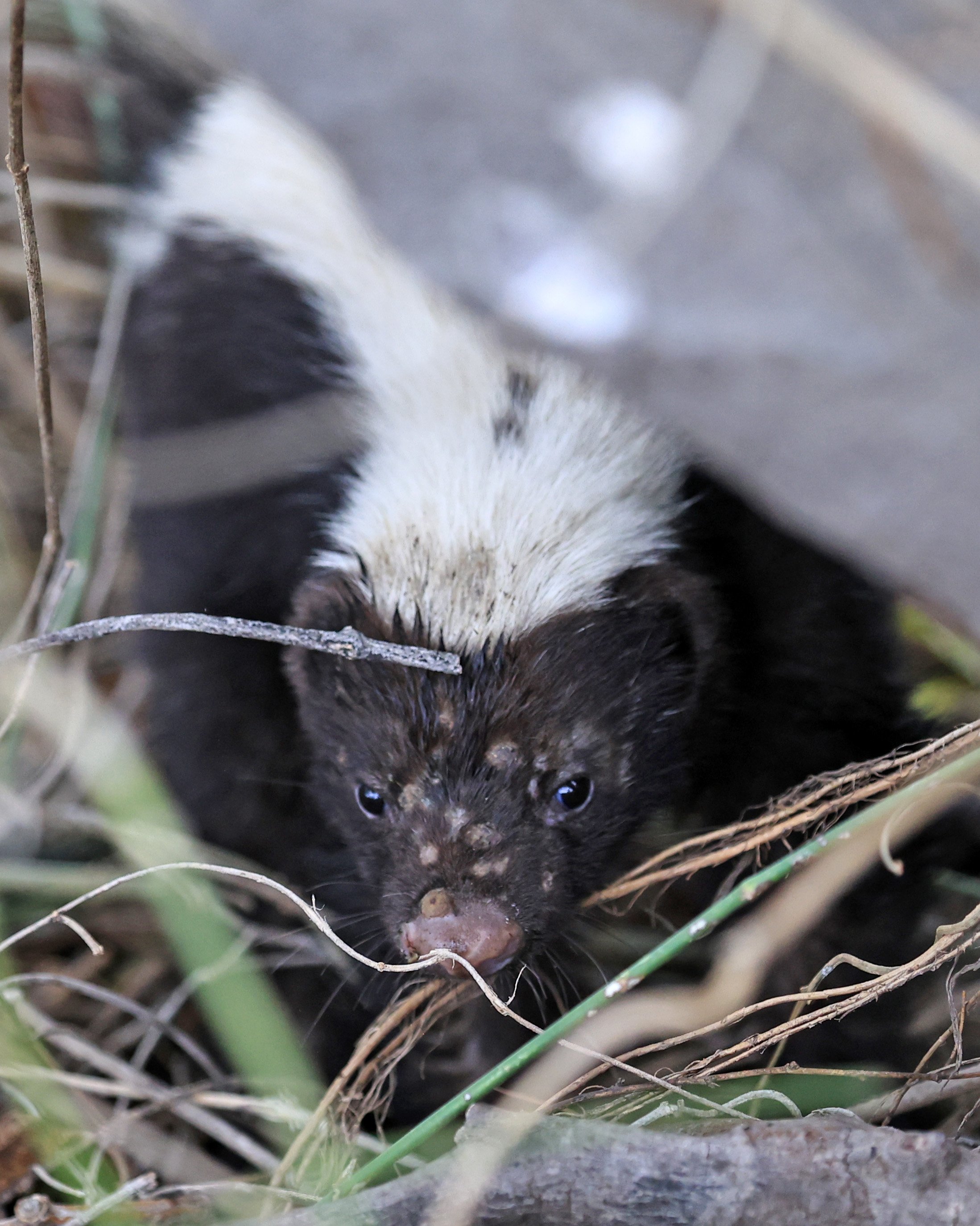 Molina's Hog-nosed Skunk (Conepatus chinga) Estancia Campo'i Paraguay  (36).jpg