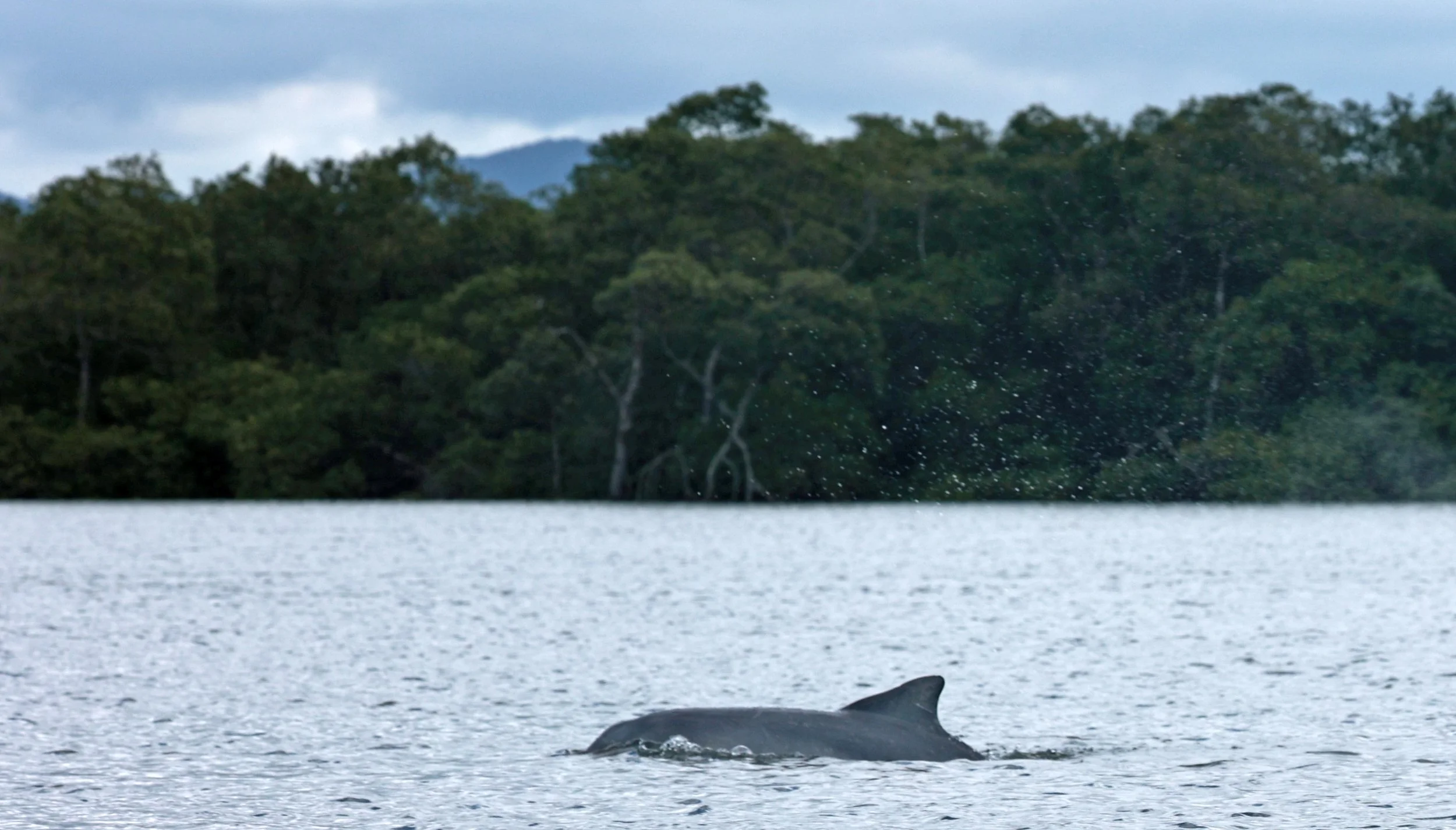 Guiana Dolphin (Sotalia guianensis) Superagüi National Park, Brazil (11).jpg