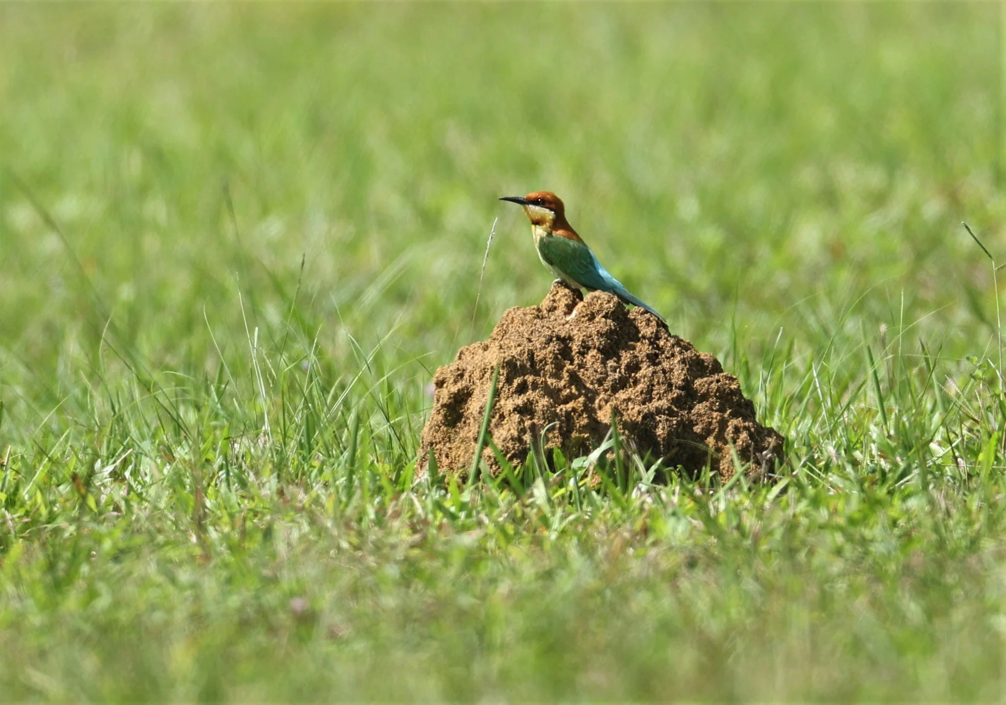 BEE-EATER - CHESTNUT-HEADED BEE-EATER - Merops leschenaulti - KHAO YAI NATIONAL PARK MARCH 2022 (3).jpg
