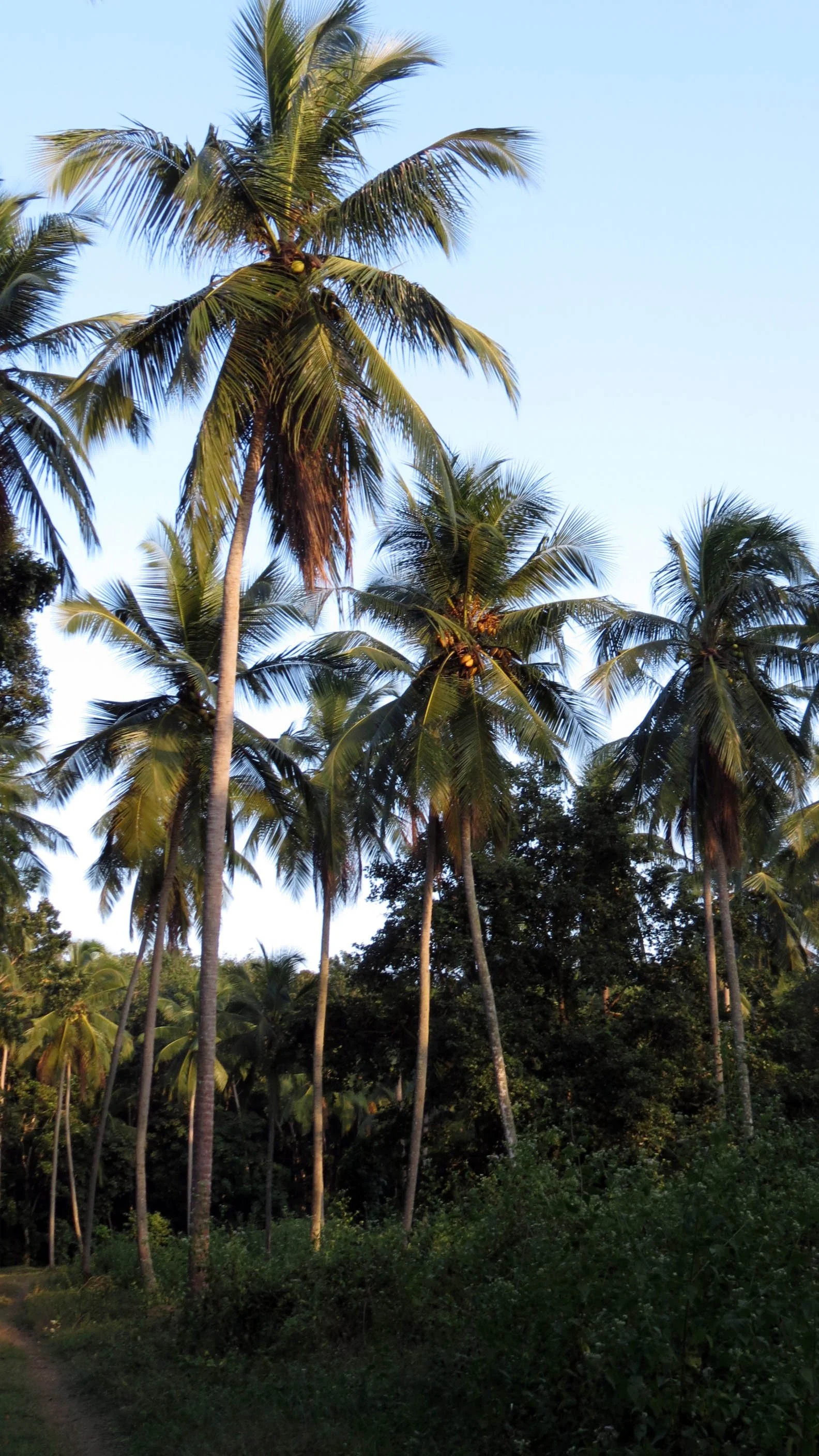 NIGAMBU FOREST AREA SRI LANKA -PHOTO BY COKIE (1).JPG