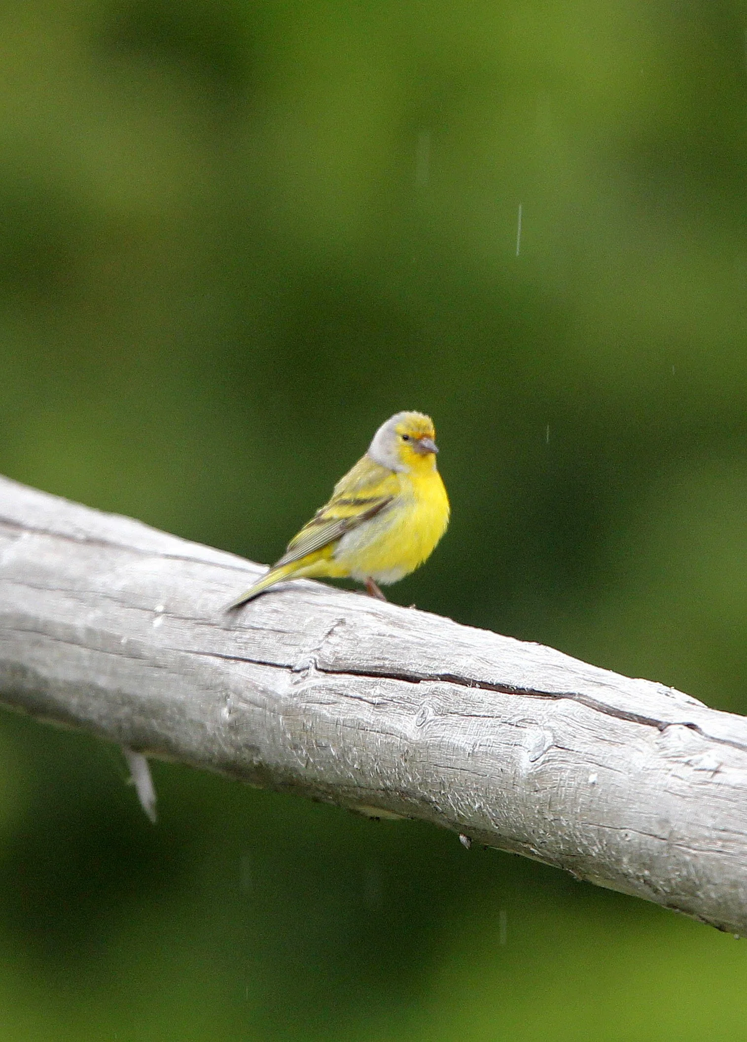 Citril Finch (Carduelis citrinella) Stelvio National Park, Italy (3).JPG