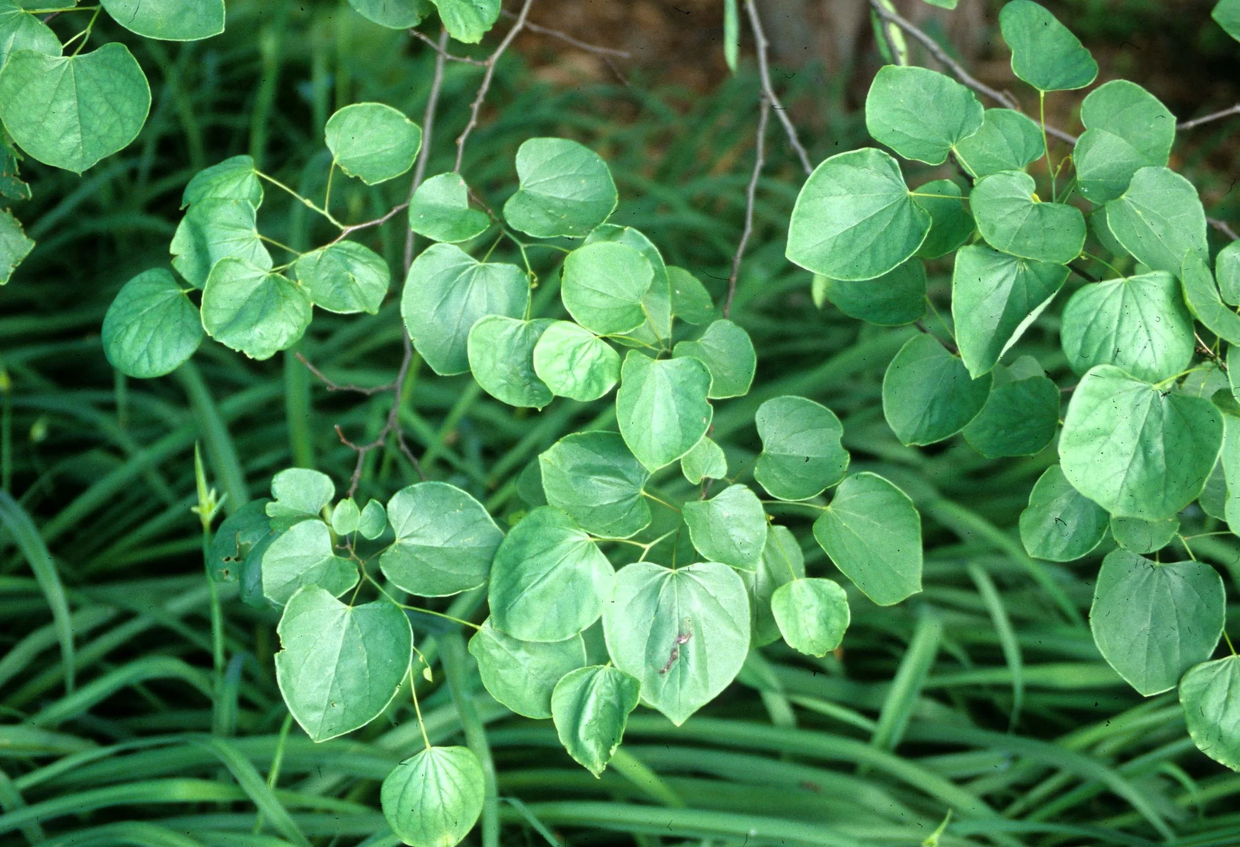 GREAT PLAINS - POPULUS SPECIES.jpg