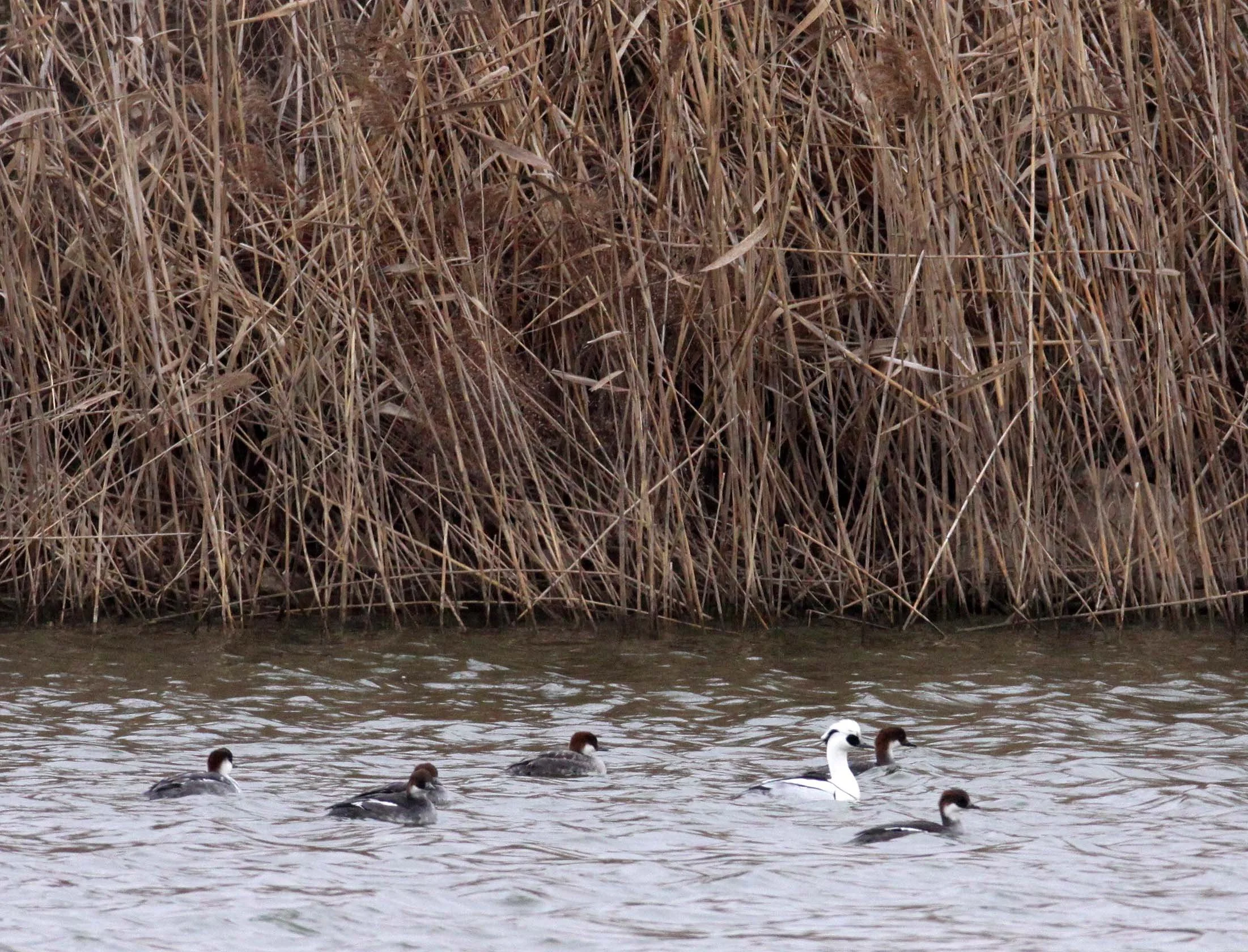 SMEW - Mergellus albellus - YANCHENG CHINA (1).JPG