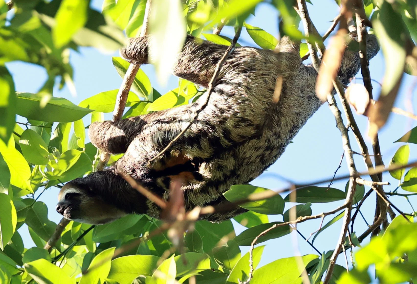 Bradypus tridactylus - Pale-throated Sloth - INPA - National Institute of Amazonian Research, Manaus Brazil (29).jpg