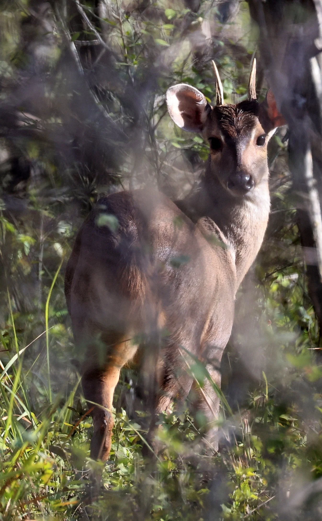 Southern Brown Brocket (Subulo gouazoubira) Selva Serena Natural Reserve (48).jpg