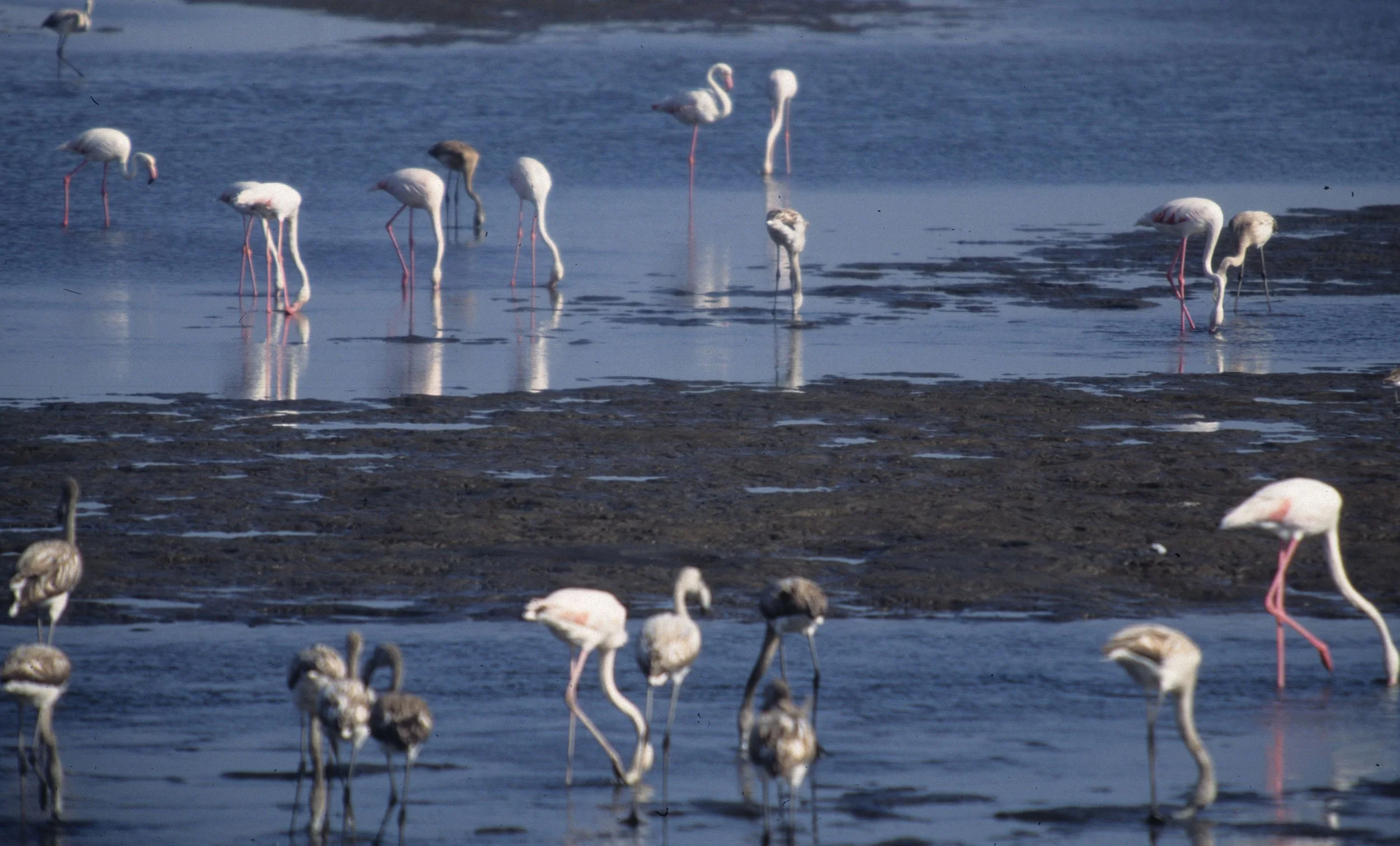 BIRDS - FLAMINGO - GREATER - NAMIBIA COAST F.jpg