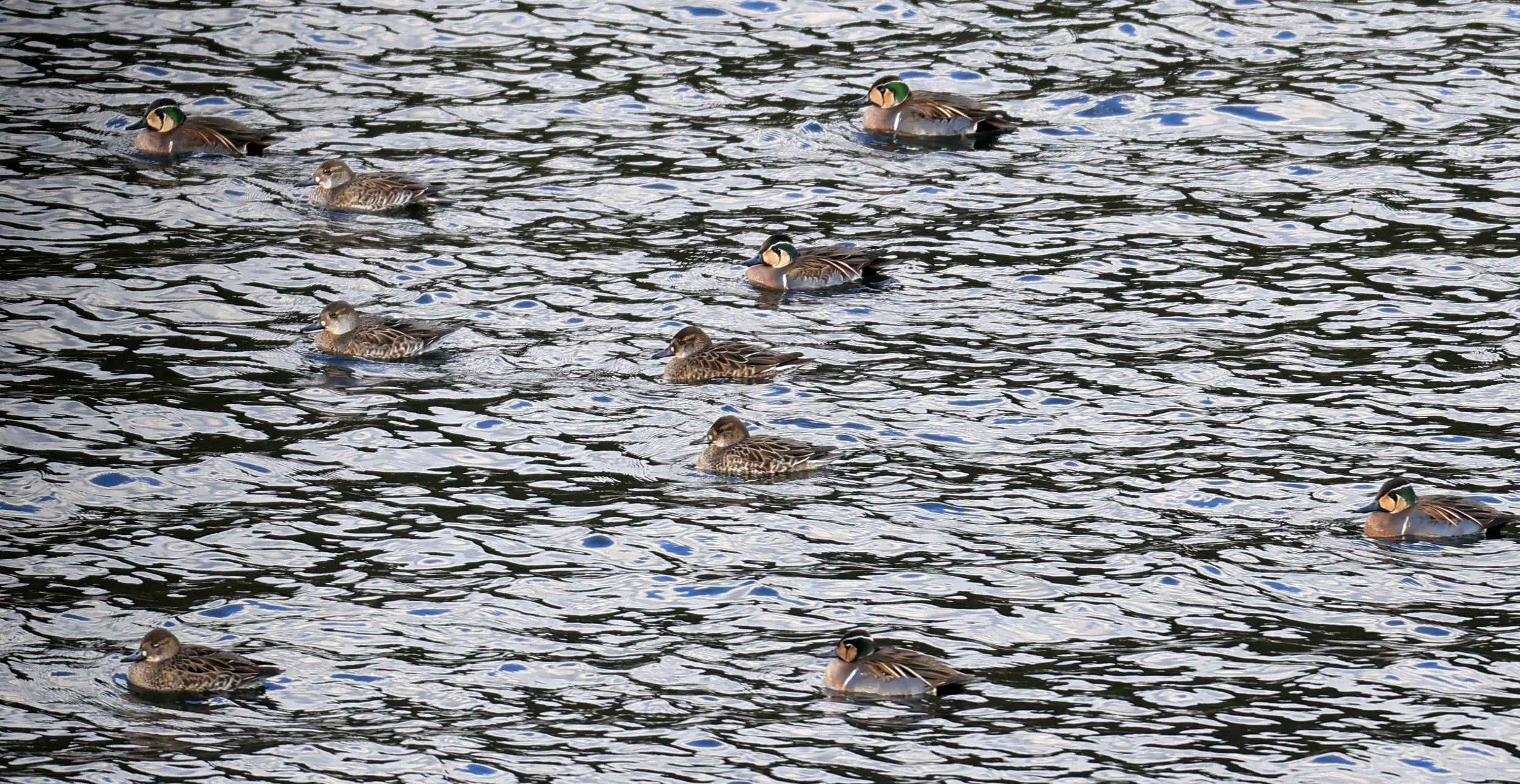 Baikal teal (Sibirionetta formosa) Takagawa Dam Lake, Kagoshima Japan (12).jpg