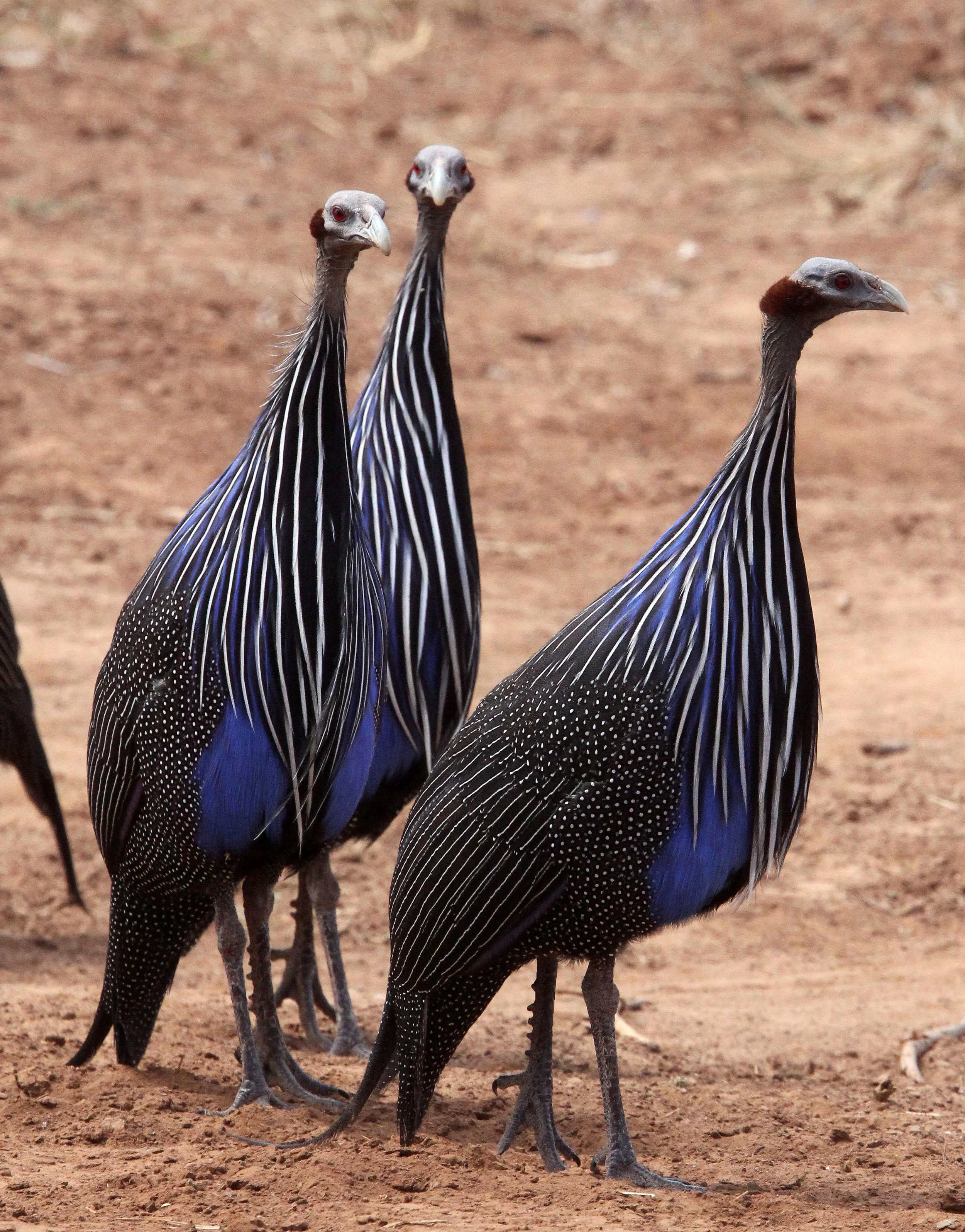 BIRD - GUINEAFOWL - VULTURINE GUINEAFOWL - SAMBURU NATIONAL PARK KENYA (14).JPG
