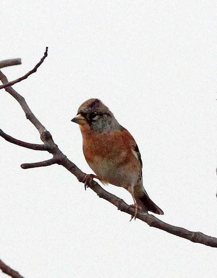 Brambling (Fringilla montifringilla) Poyang Lake, Jiangxi Province, China (4).JPG