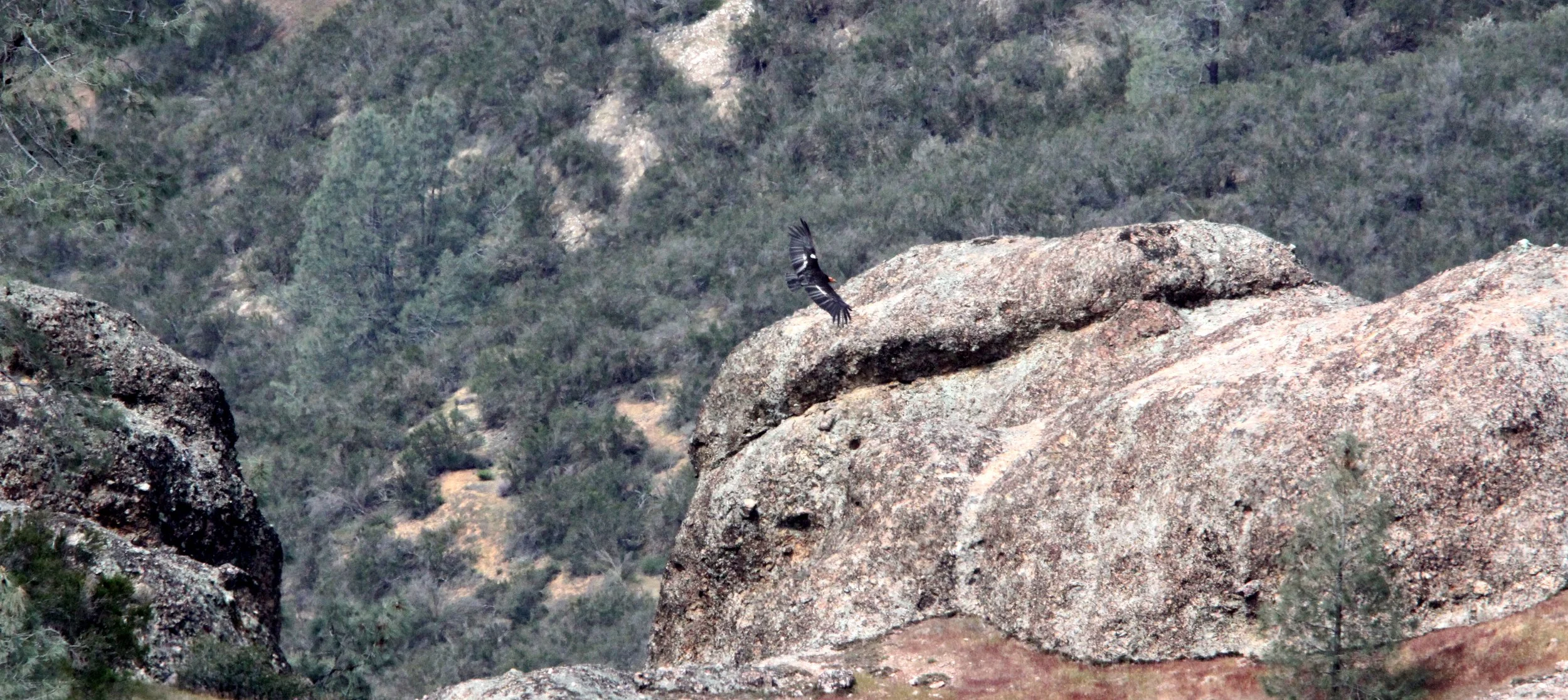 Gymnogyps californianus - CALIFORNIA CONDOR - PINNACLES NATIONAL MONUMENT CALIFORNIA (47).JPG